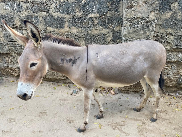 Meet ZamZam - Our Second Special Bike With a Purpose