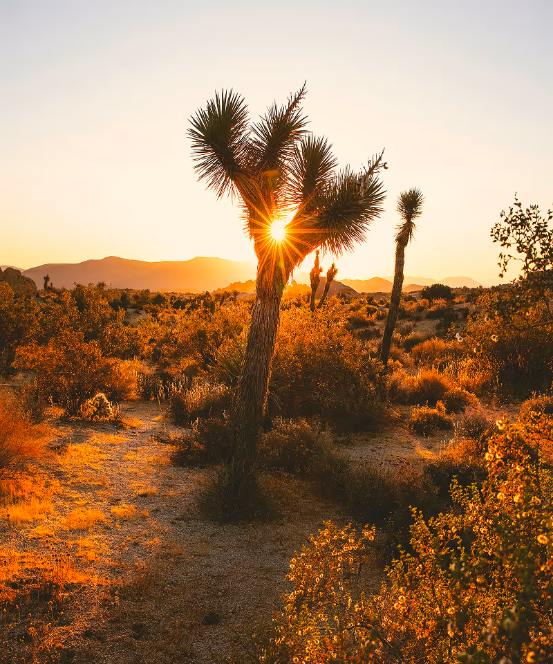 Sunset shining through a spiky Joshua tree in a desert landscape with shrubs and distant mountains.
