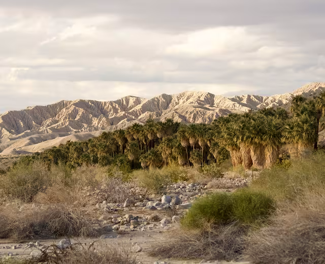 A desert valley with clusters of palm trees and dry brush with rugged mountains in the background under a cloudy sky.