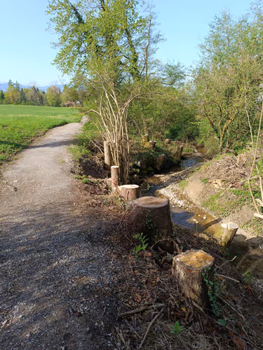 Wanderweg neben einem kleinen Bach mit Baumstümpfen und grünen Büschen an einem sonnigen Tag.