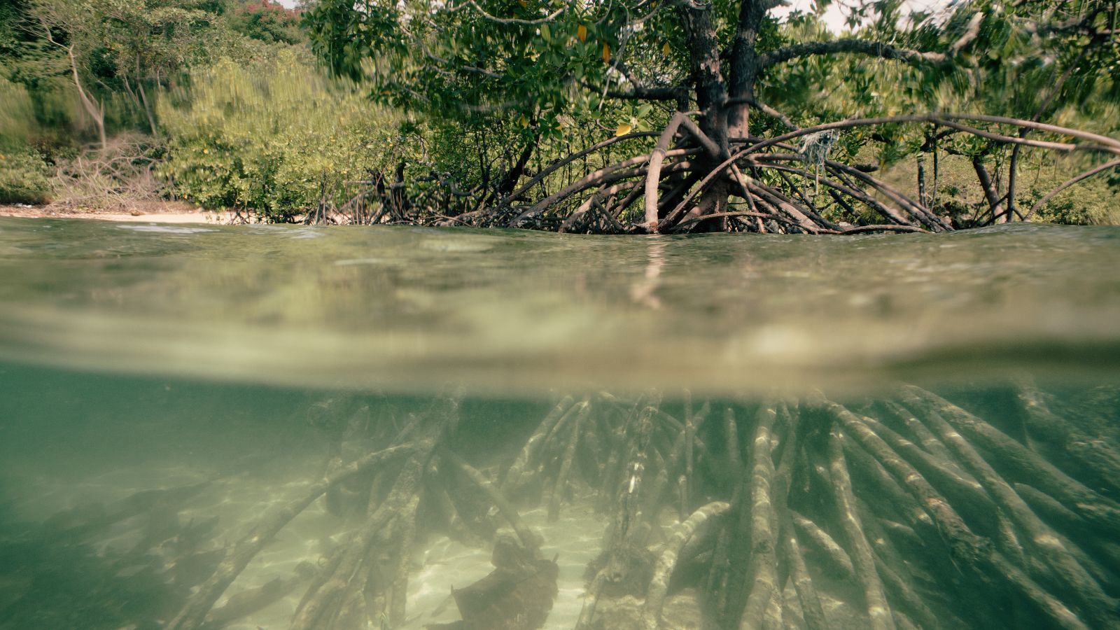 Half-above and half-under water view of mangrove trees showing roots underwater and dense foliage above.