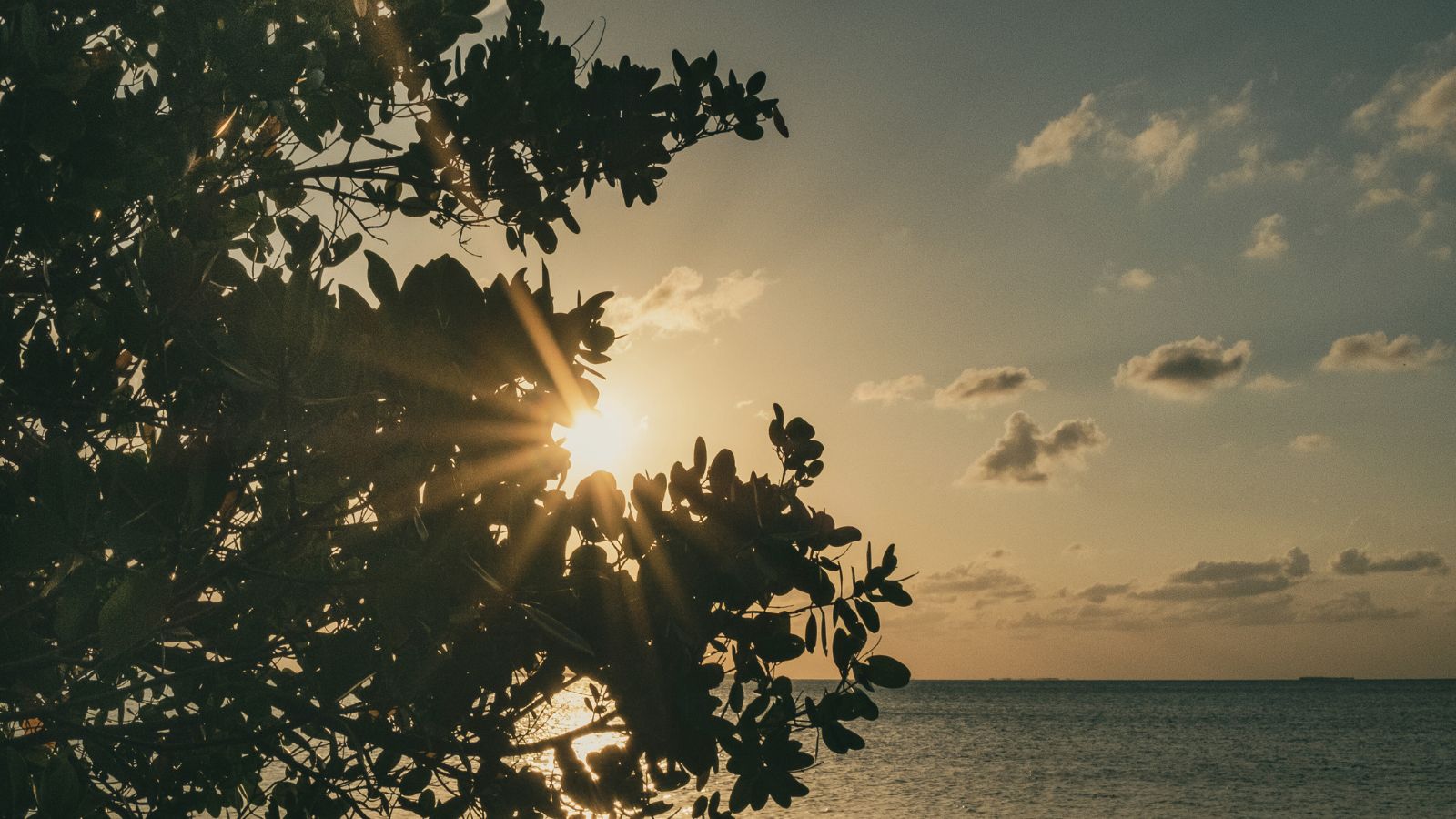 Sunset over the ocean with sun rays shining through silhouetted tree branches and scattered clouds in the sky.