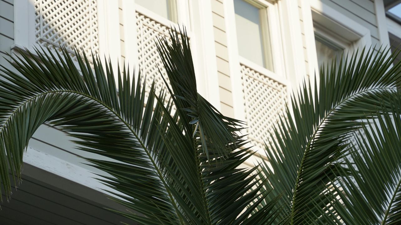 Close-up of green palm fronds with a beige house and white lattice windows in the background.