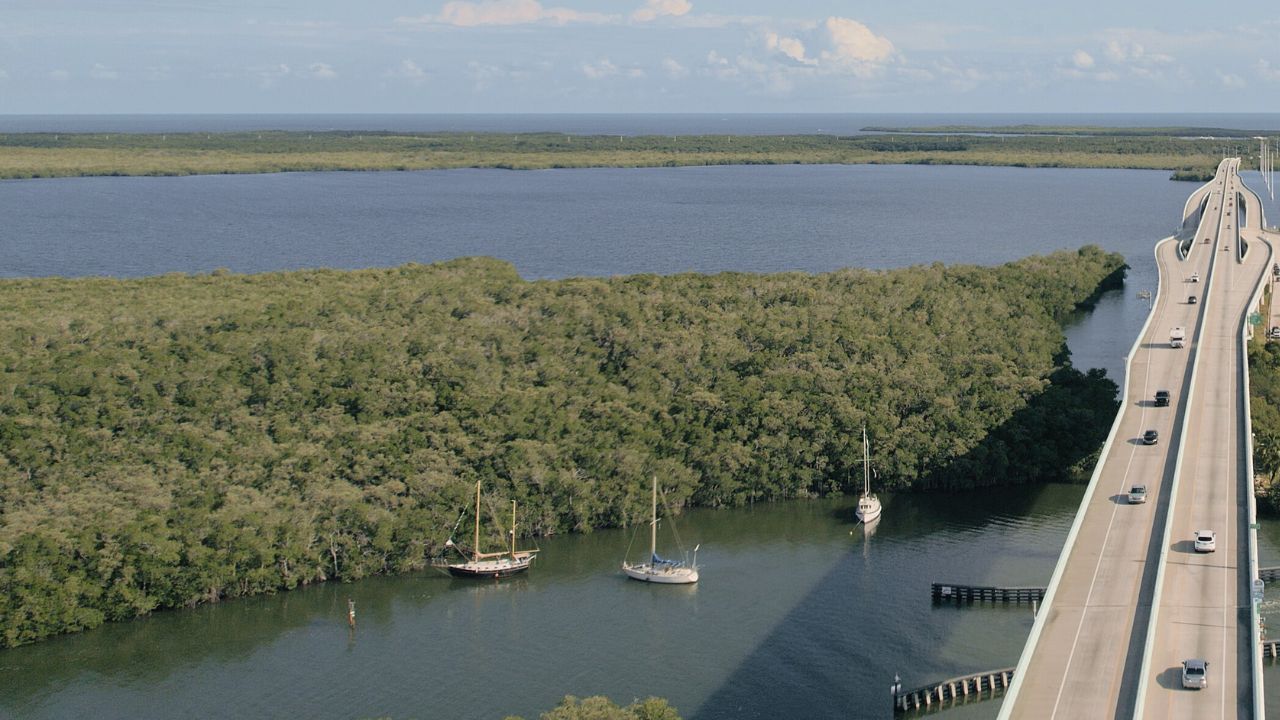 Three sailboats anchored in calm water beside a dense green mangrove forest with a Jewfish bridge carrying vehicles overhead.