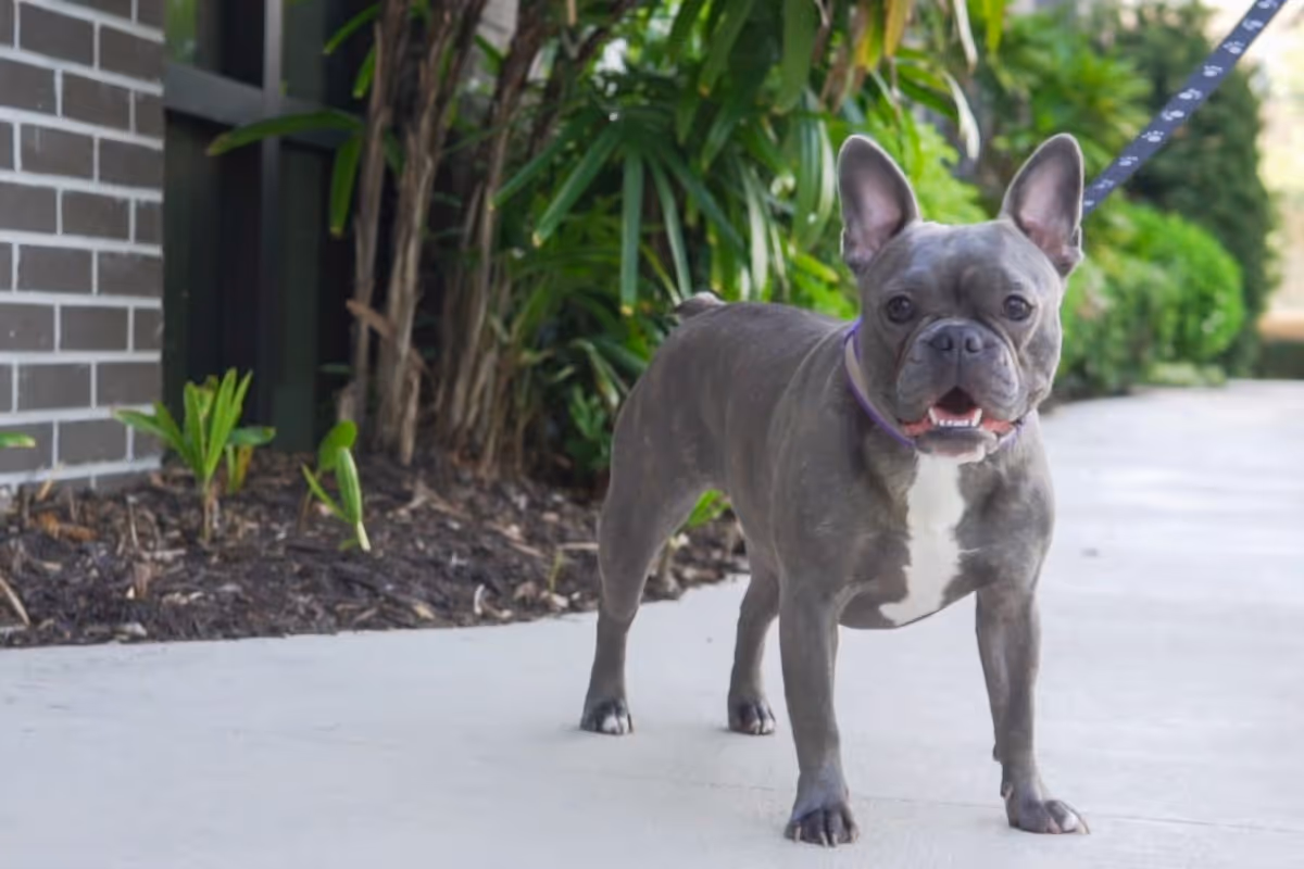On-site dog park