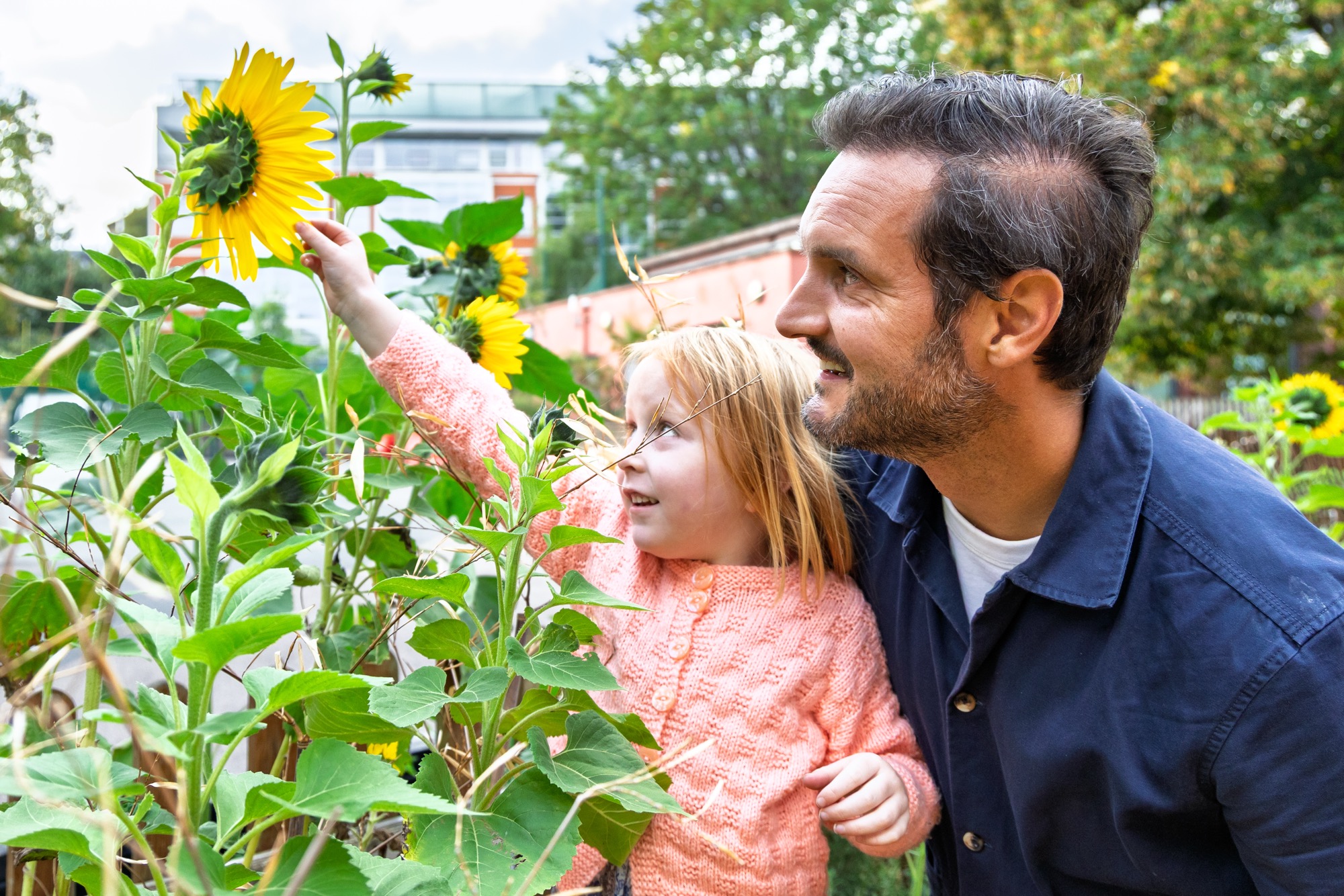 A man and a young girl outdoors looking at tall sunflowers, with the girl reaching up to touch one, surrounded by green leaves and plants.