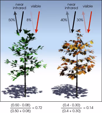 left (healthy) and right (unhealthy) with NDVI reflectance algorithm. Courtesy of NASA.