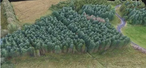 3D Model of a Forest.