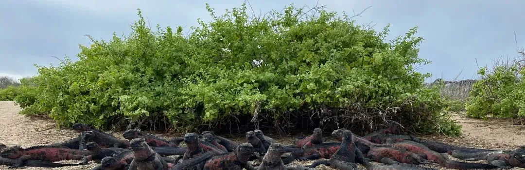 Counting Iguanas in the Galapagos with Drones