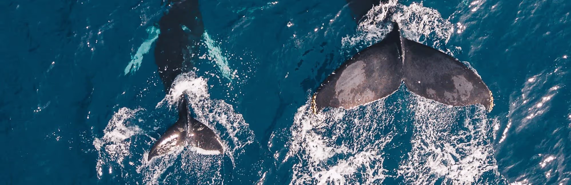 Feel Good Friday: How Marine Scientists Are Using Drones To Study Whale Health