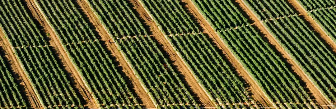 How Drones Can Be Used In Agriculture?