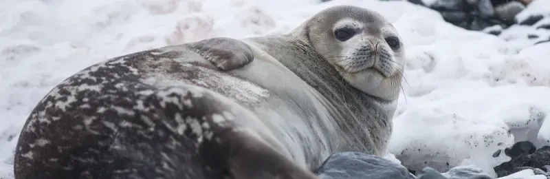 Aiding Endangered Species Conservation Efforts with Drone Technology