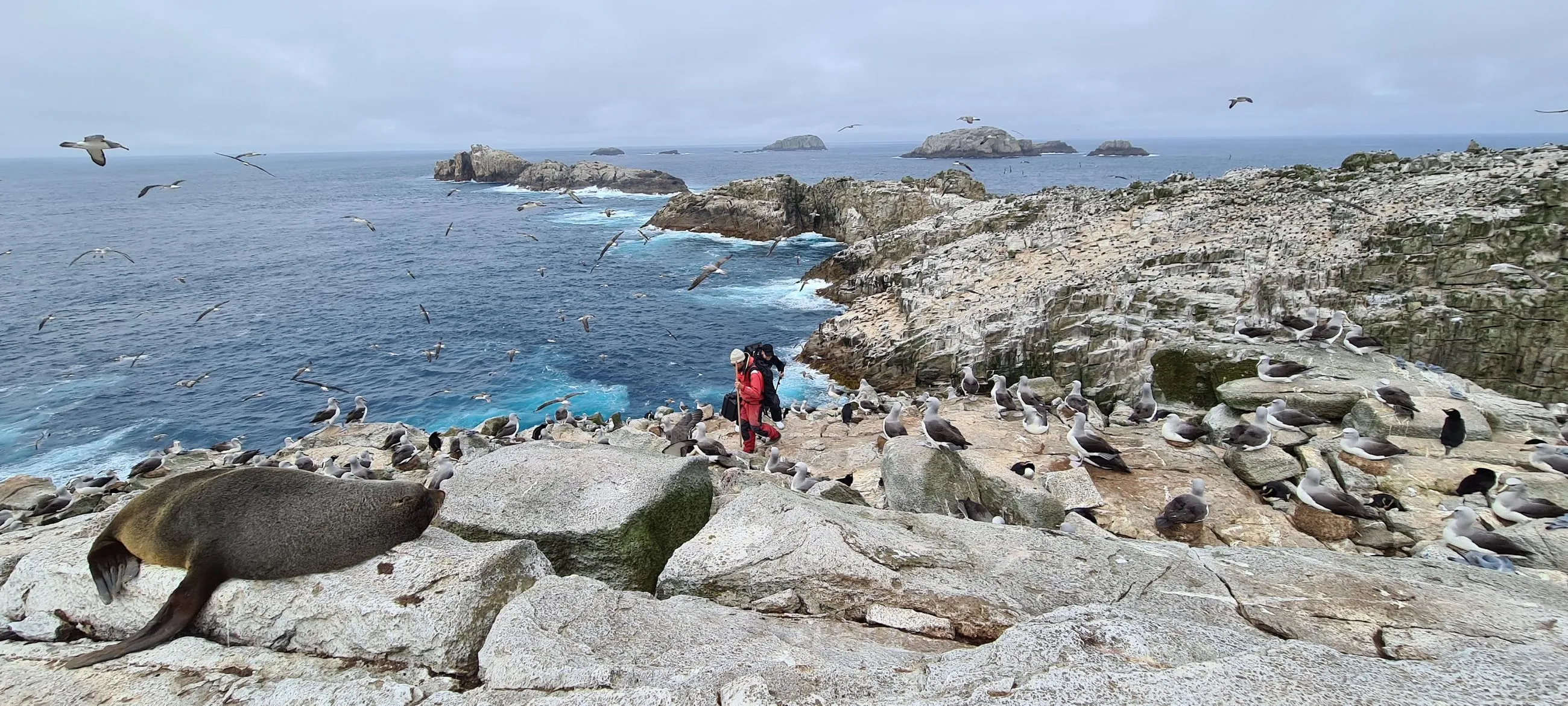 Counting endangered penguins in the South Pacific: DroneDeploy and The Tawaki Trust