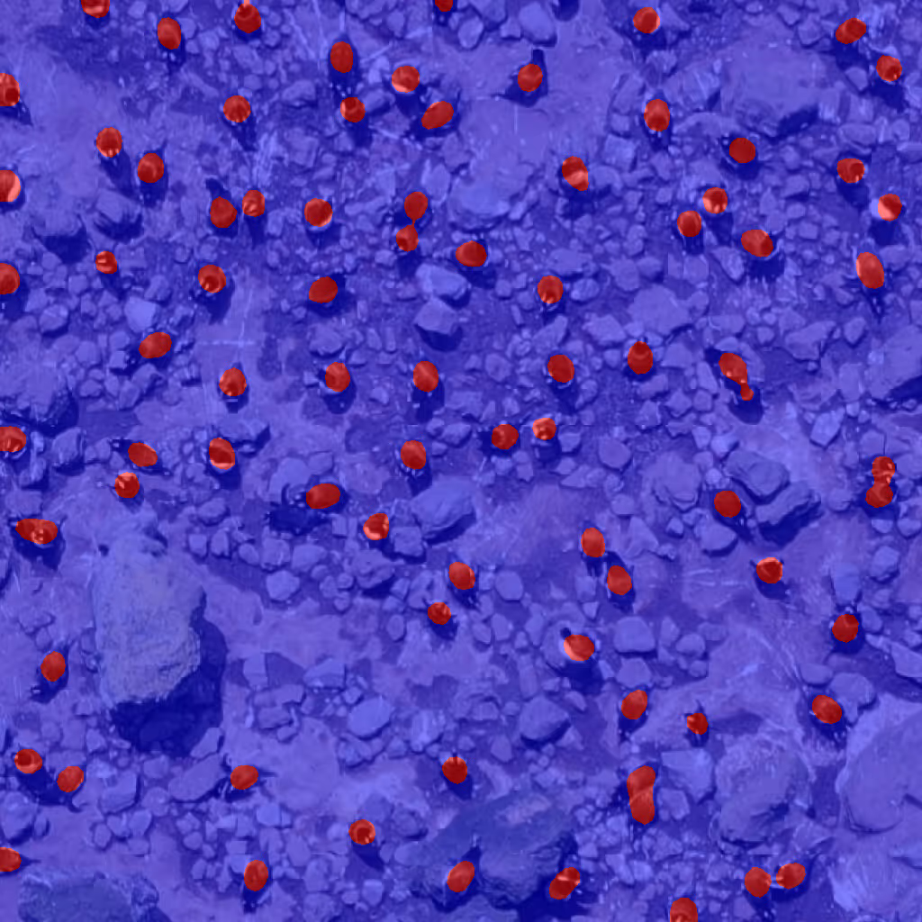 Drone map of penguins featuring DroneDeploy's AI annotations feature