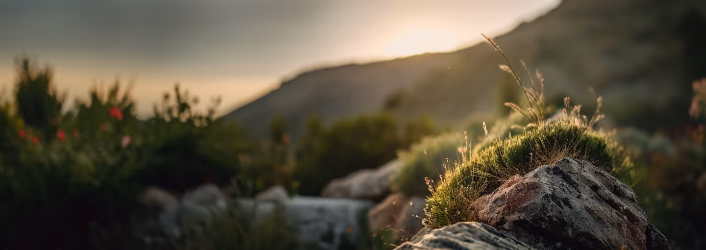 Close-up of moss and grass on rocks with a blurred mountain and sunset in the background.