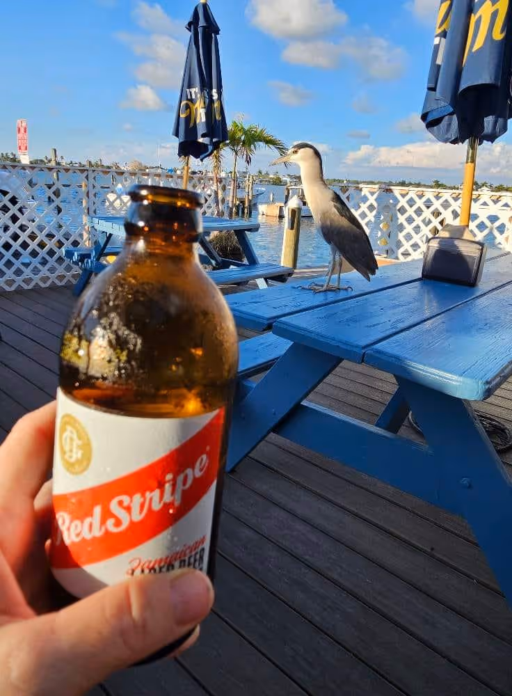 A person holds a Red Stripe beer bottle on a sunny deck by the water. A heron stands on a blue picnic table, surrounded by nautical decor. Relaxed vibe.