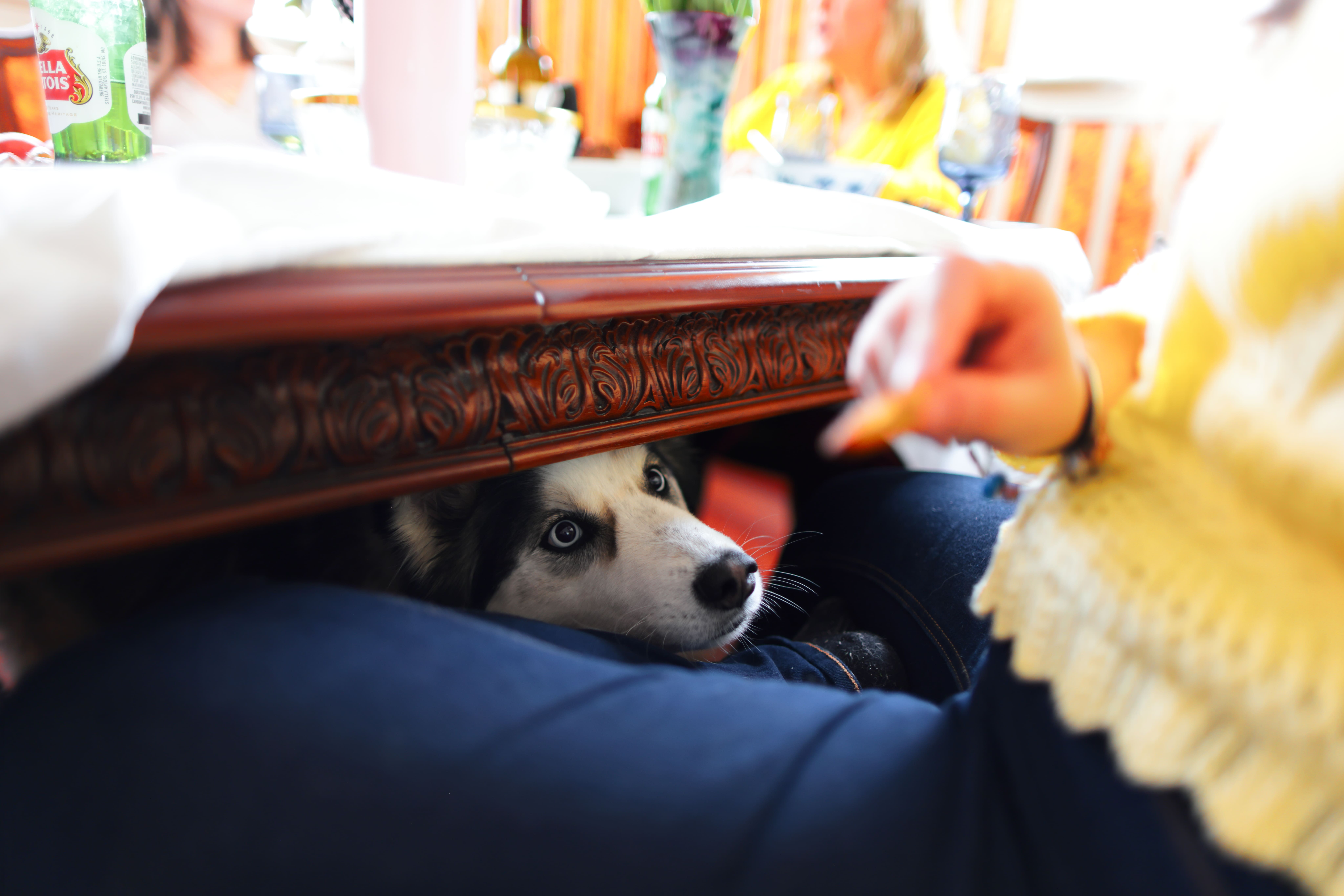 Husky dog peeks from under a wooden table looking at a person holding a snack.