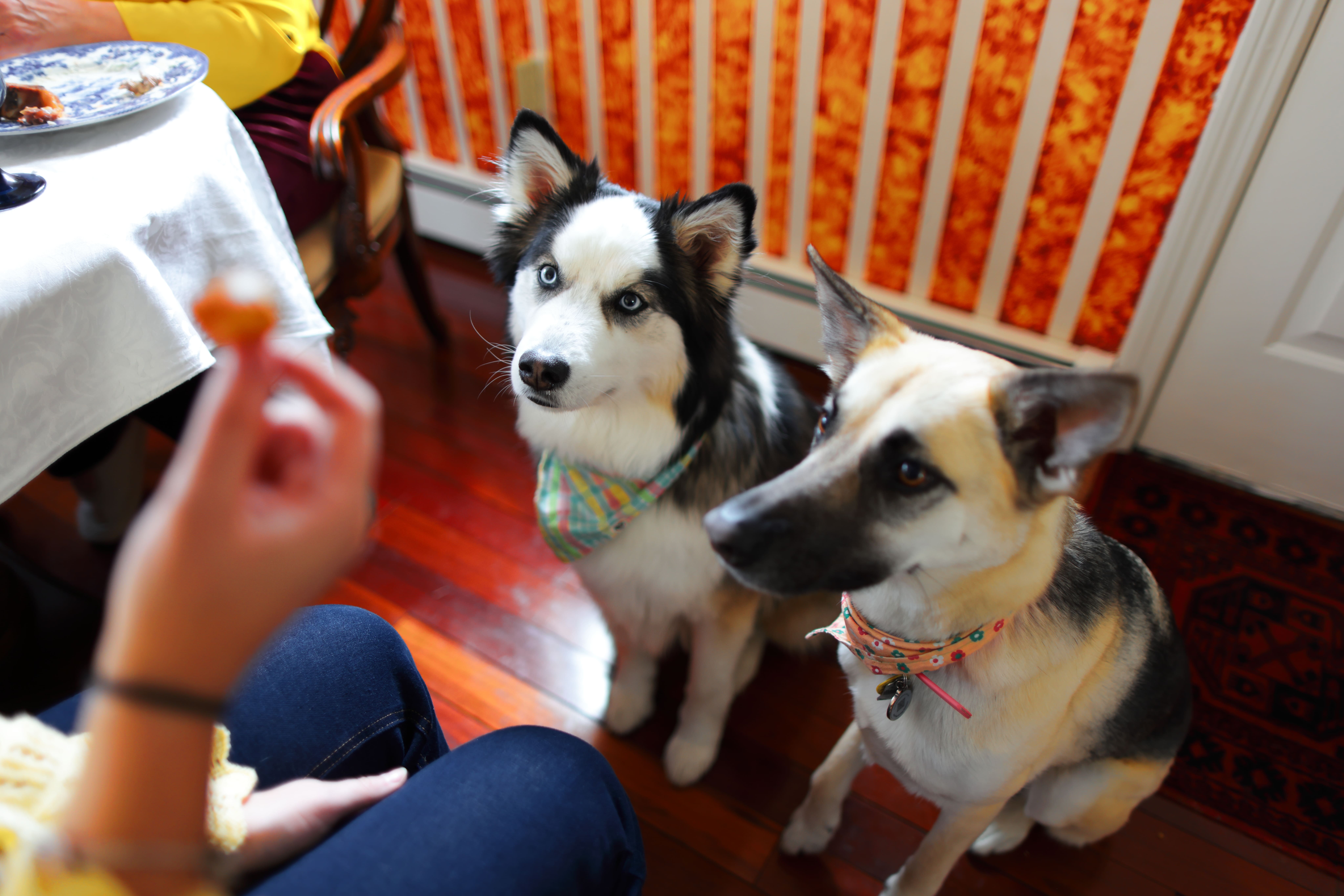 Two attentive dogs wearing bandanas looking at a person holding a treat indoors.