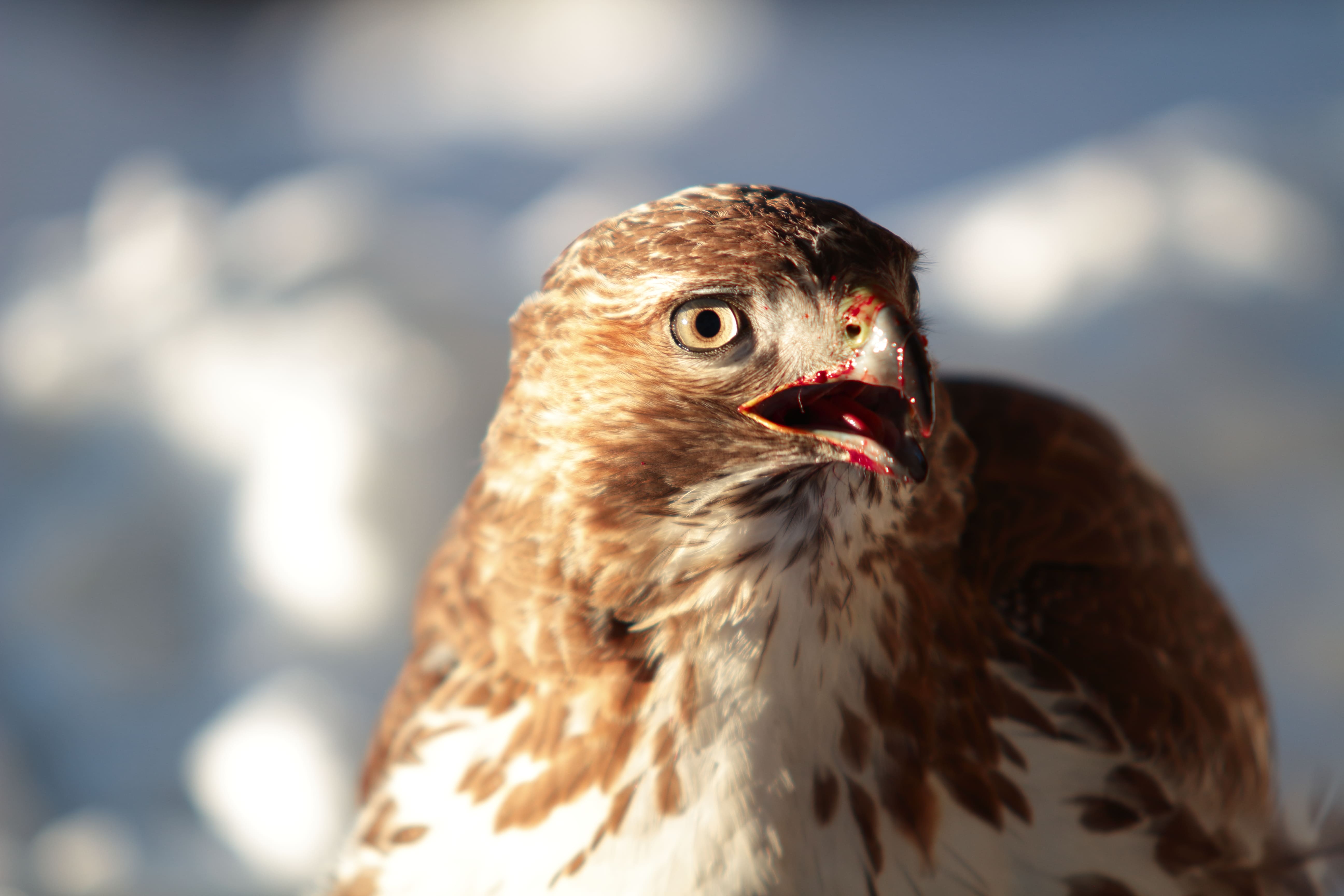 Close-up of hawk with blood on its beak against a blurred light background.