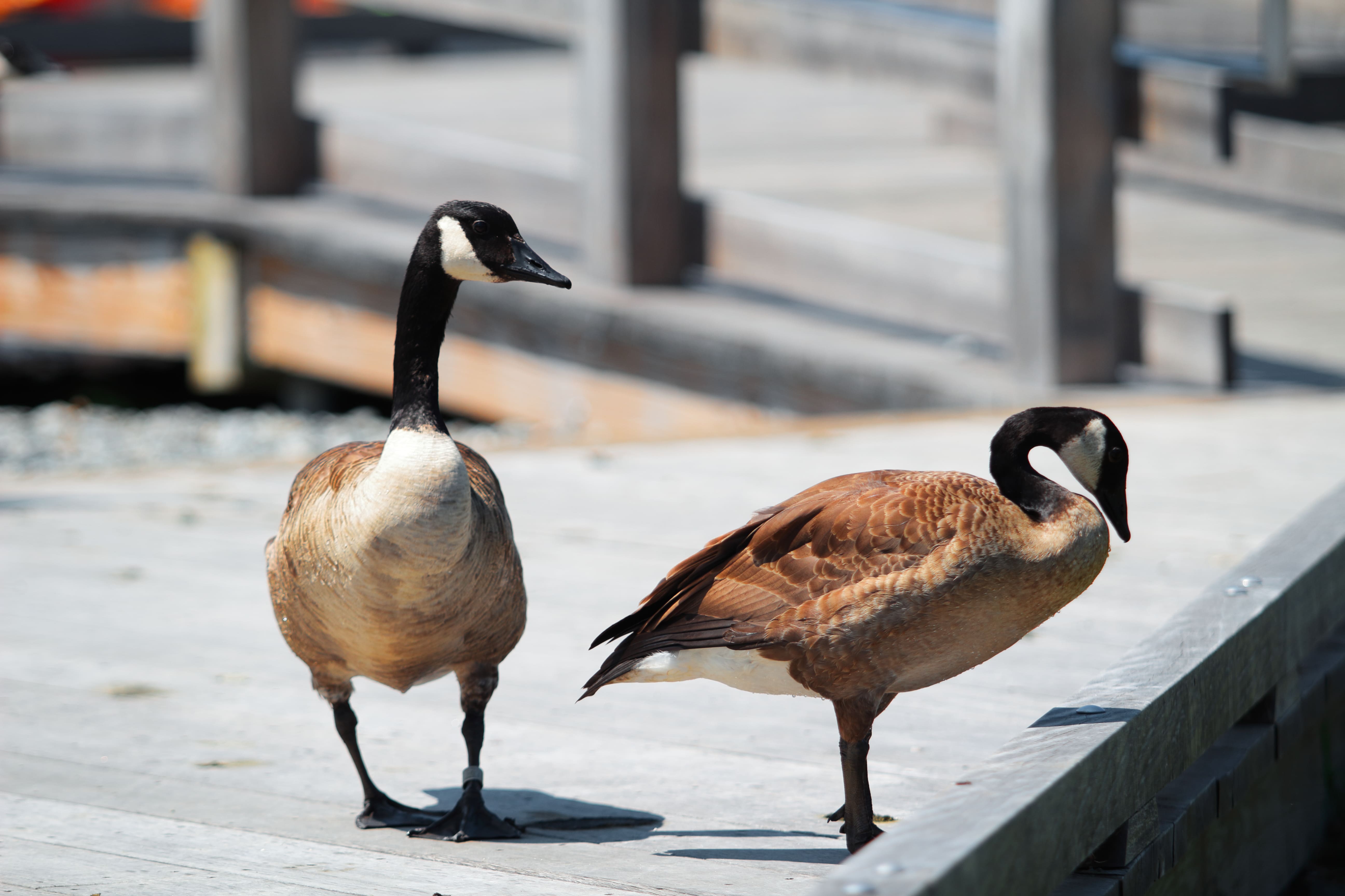 Two Canada geese standing on a wooden dock near water, one facing forward and one looking down.