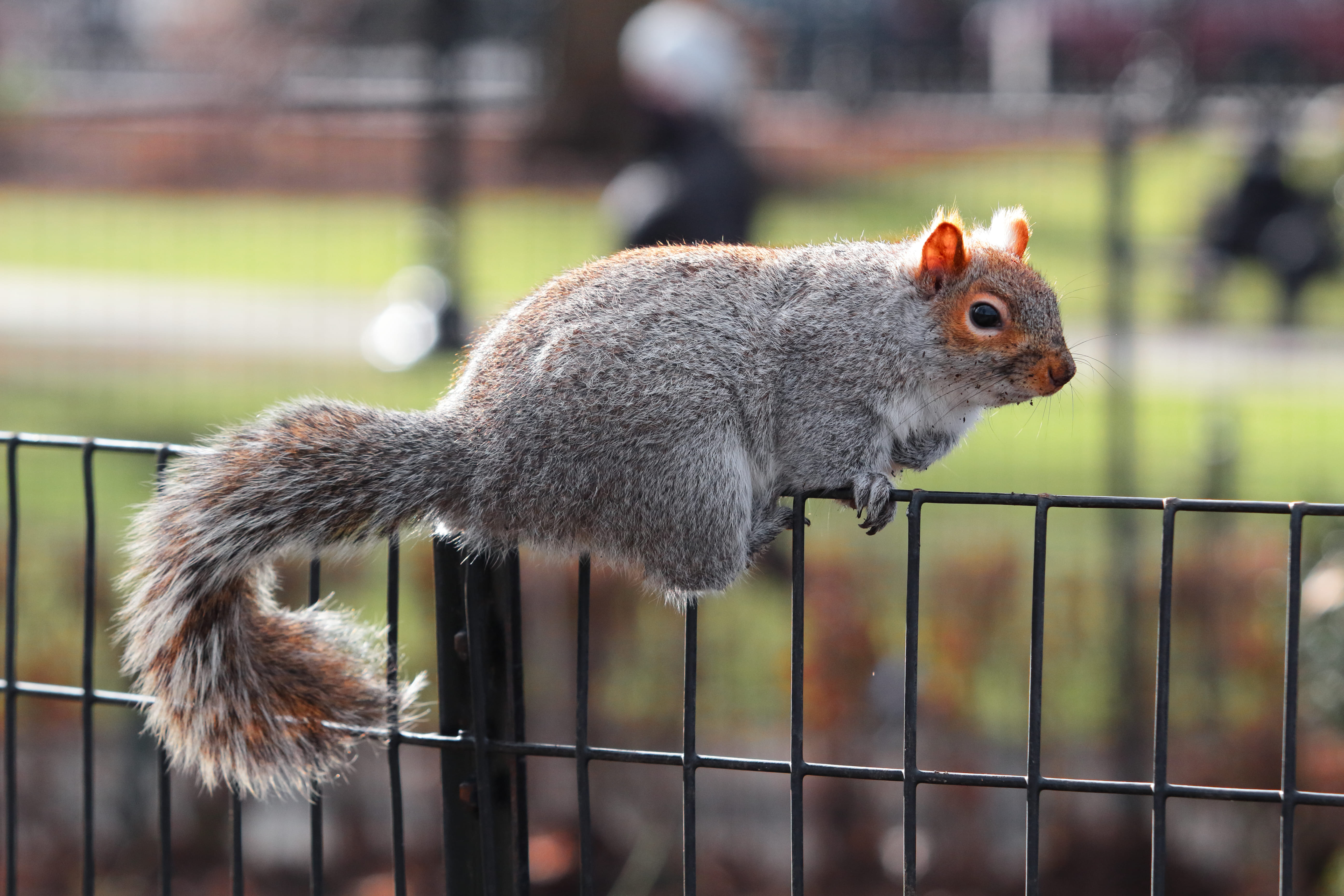 Gray squirrel perched on a black metal fence with a blurred green and brown background.