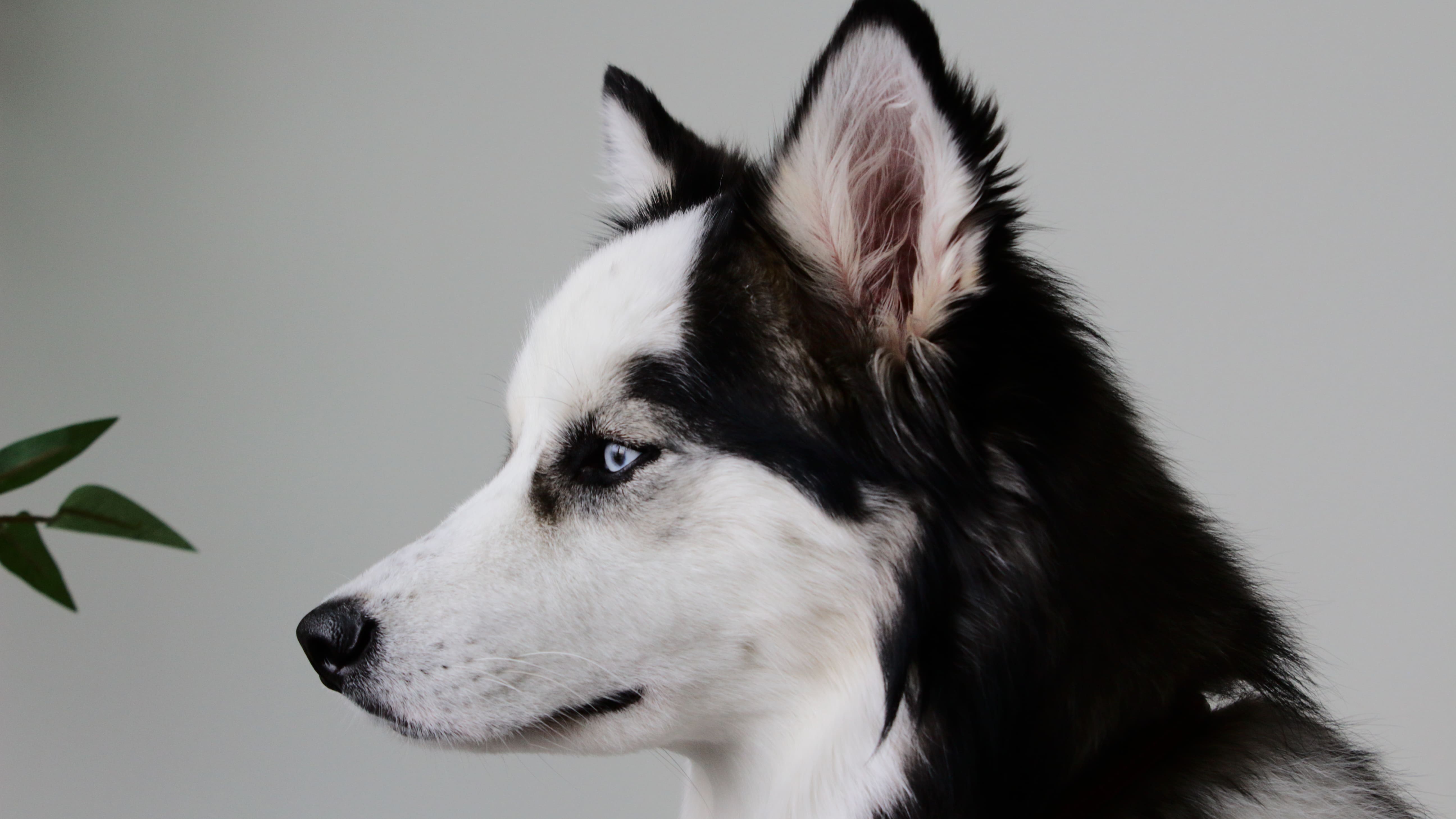 Profile of a black and white Siberian husky dog with blue eyes looking left against a plain background.