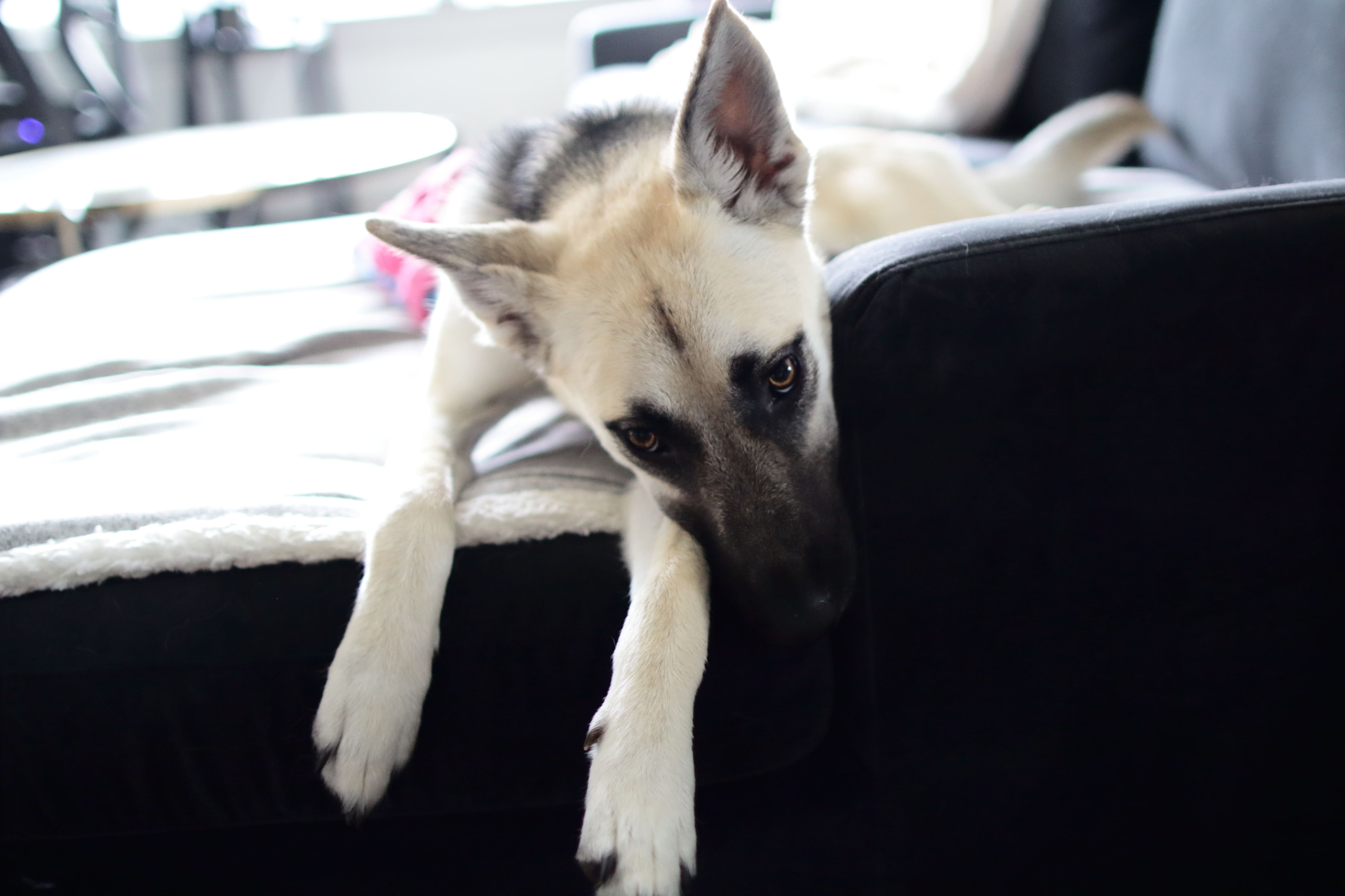 Light tan and black dog resting on a black couch with its front legs hanging over the edge.