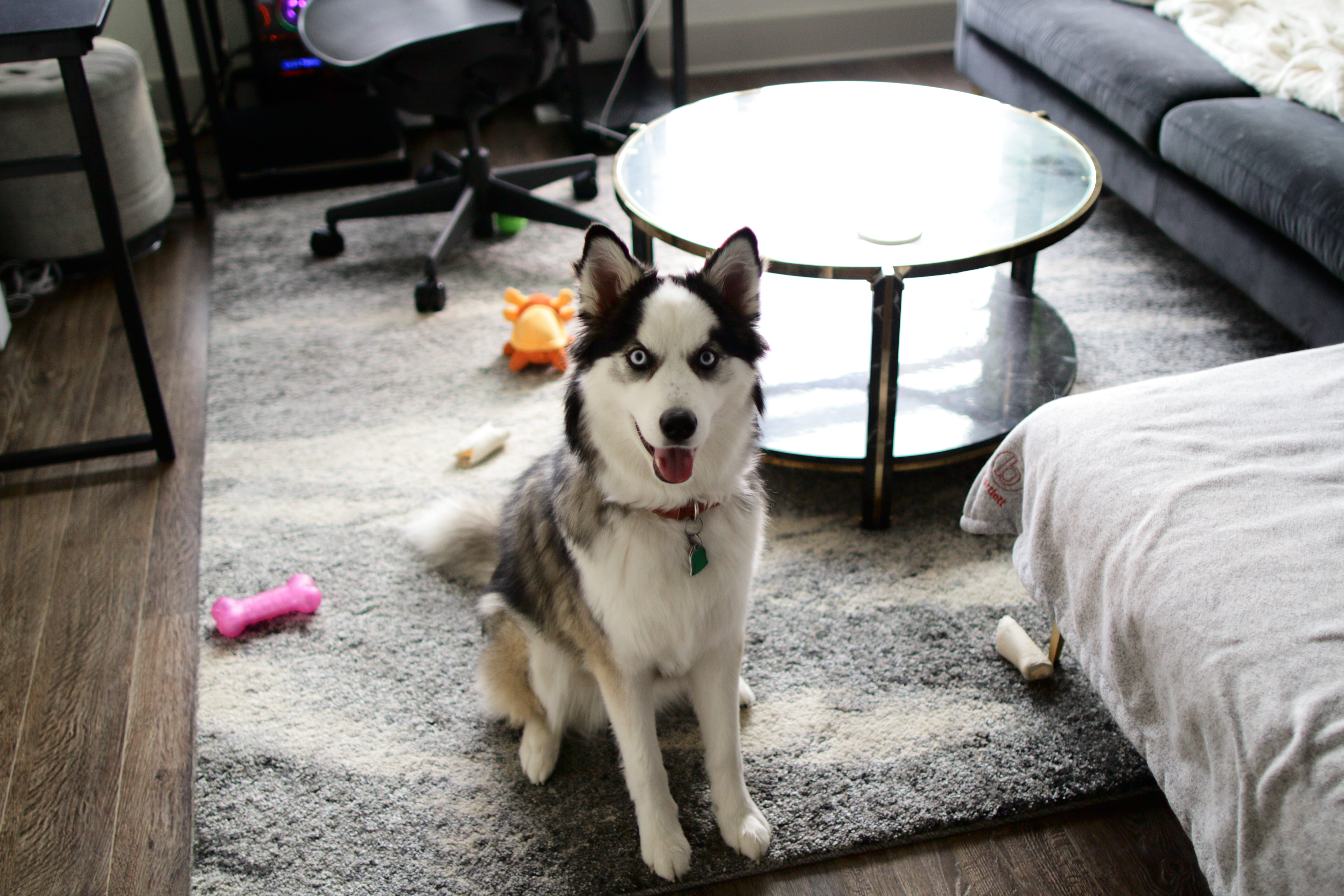 Husky dog with blue eyes sitting on rug in living room with toys and furniture around.