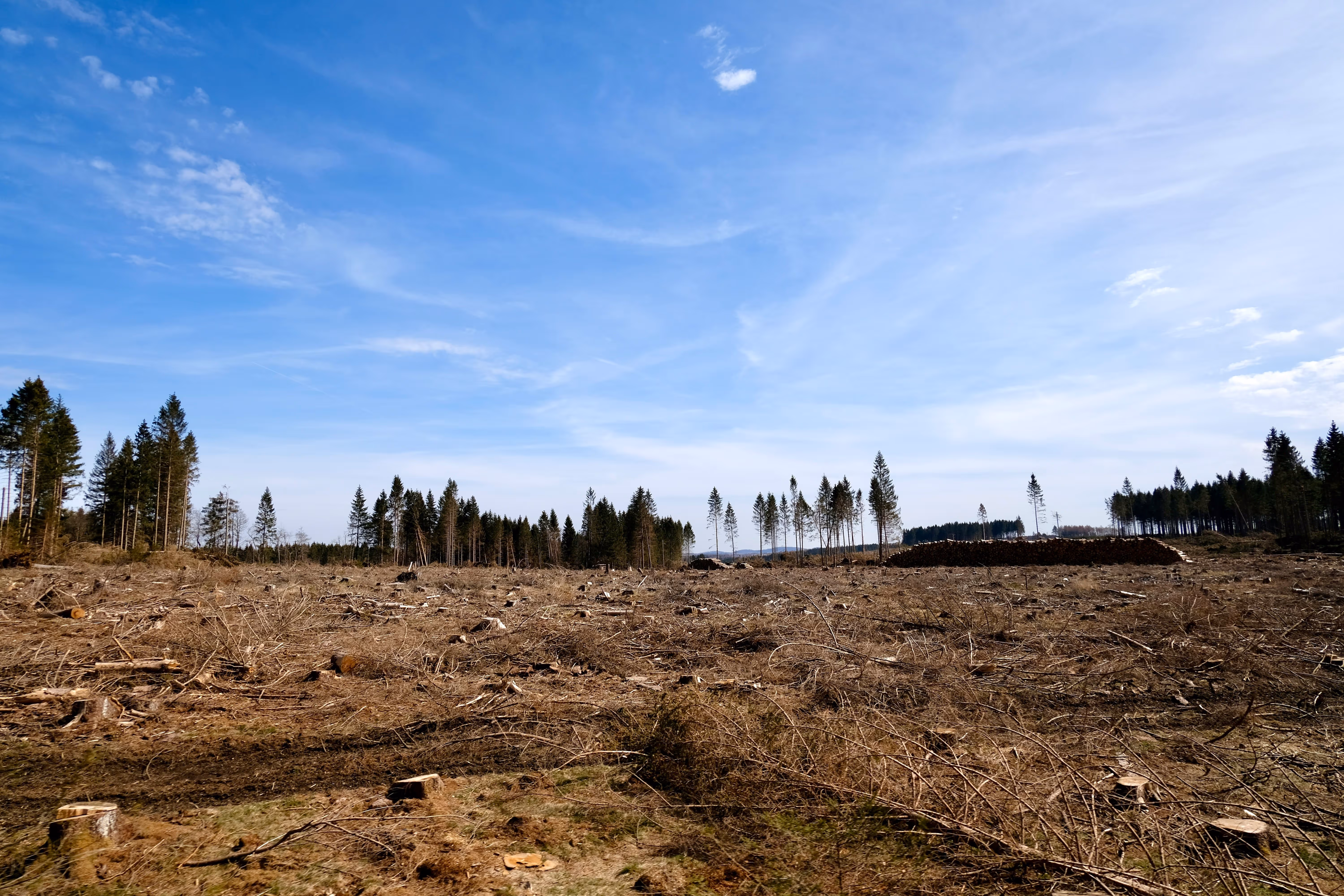 Wide landscape view of a cleared forestry site with tree stumps and brush debris in the foreground and a stand of conifers along the horizon, representing the land clearing and vegetation management project sites that Northwind Land Resources manages with Matidor's field project management platform.
