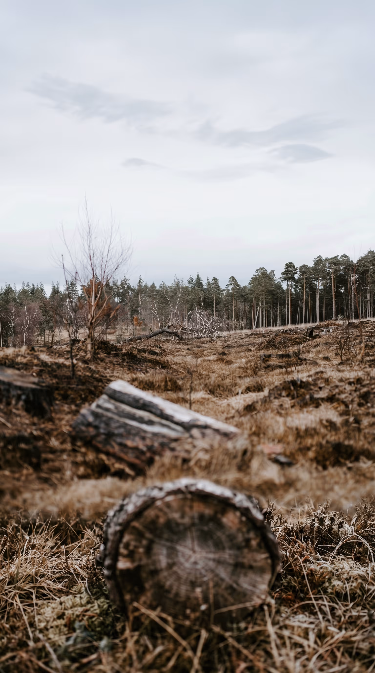 Partially cleared land reclamation site with fallen logs, sparse dry grass, and a conifer treeline under an overcast sky, representing the type of active environmental remediation project where NorthWind Land Resources uses Matidor to give project managers a live view of budget spend and prevent cost overruns through real-time field cost updates.