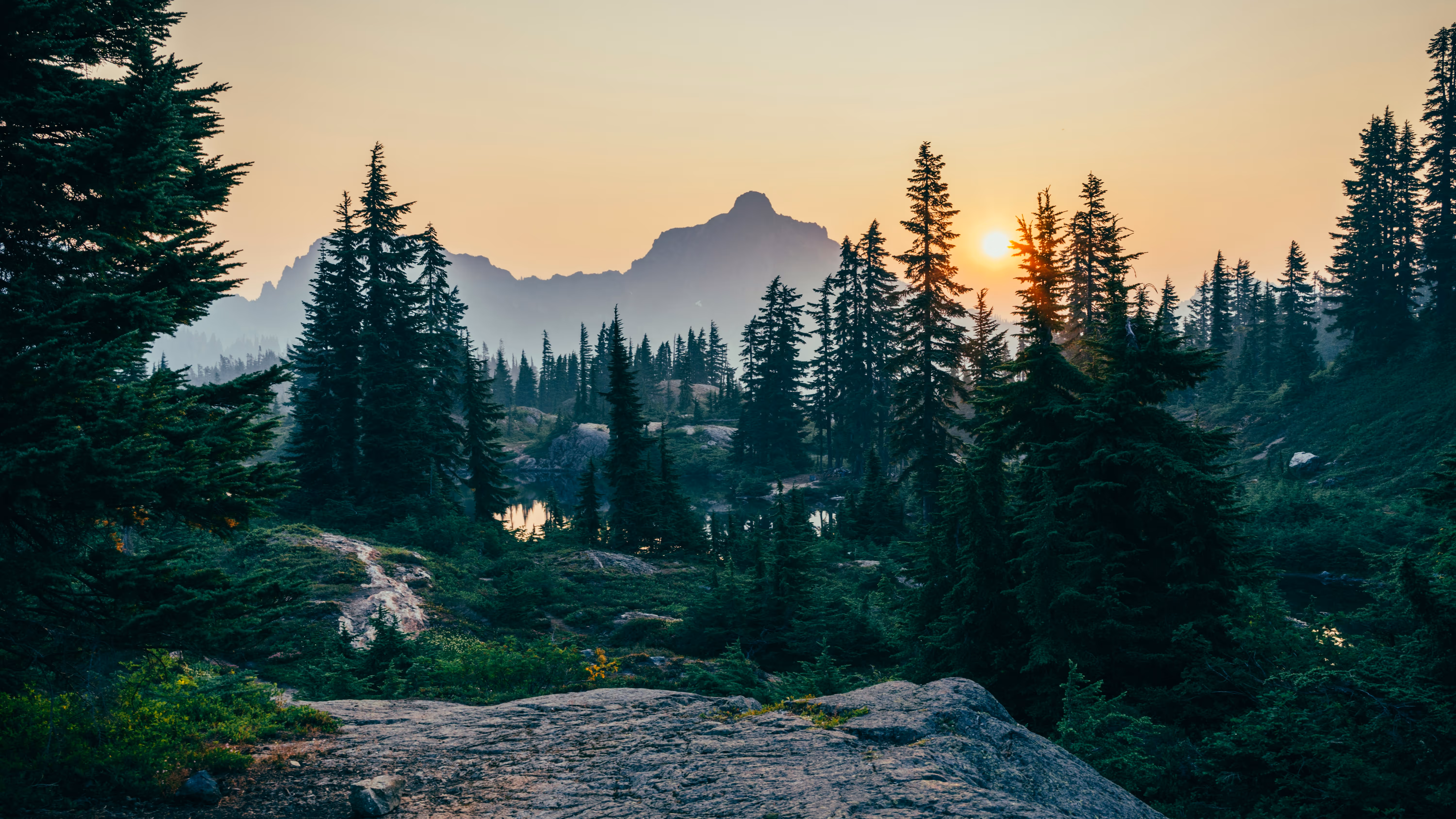 Sunrise over a dense evergreen forest and rugged mountain landscape, with warm light filtering through tall conifer trees and reflecting off small alpine lakes, representing the Western Canadian forest ecosystems that Project Forest is working to rewild, one site and one planting project at a time.