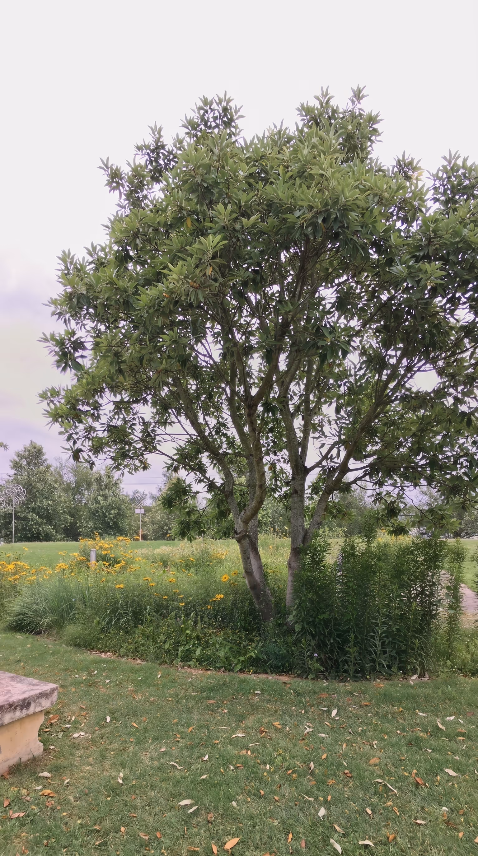 Sunlight filtering through mature oak trees over an open green lawn in Pease Park, Austin, Texas, where field staff use Matidor to track maintenance and incidents on a live map