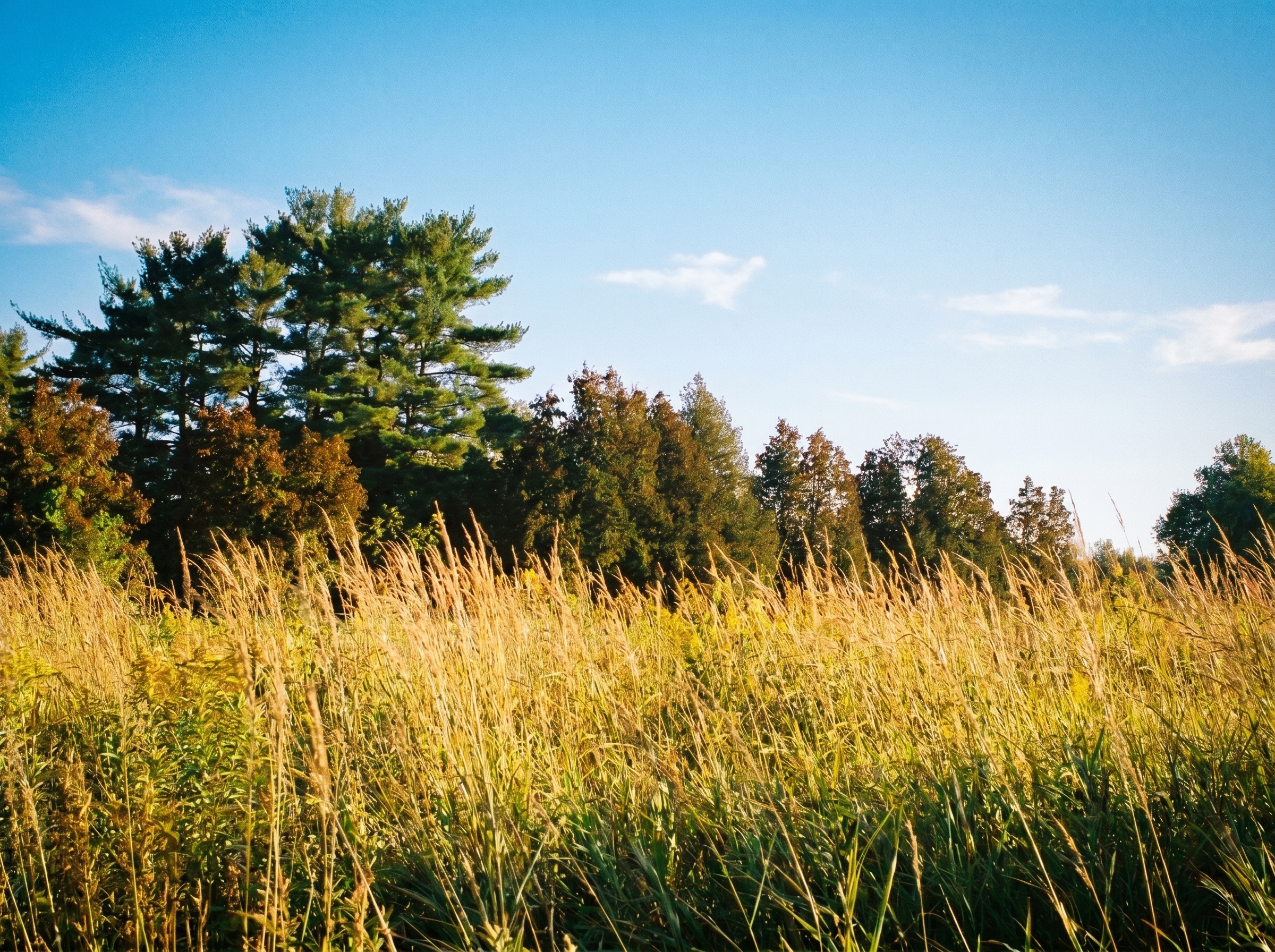 Overgrown right-of-way corridor with dense vegetation – Matidor vegetation management software coordinates ROW inspection crews and eliminates missed services