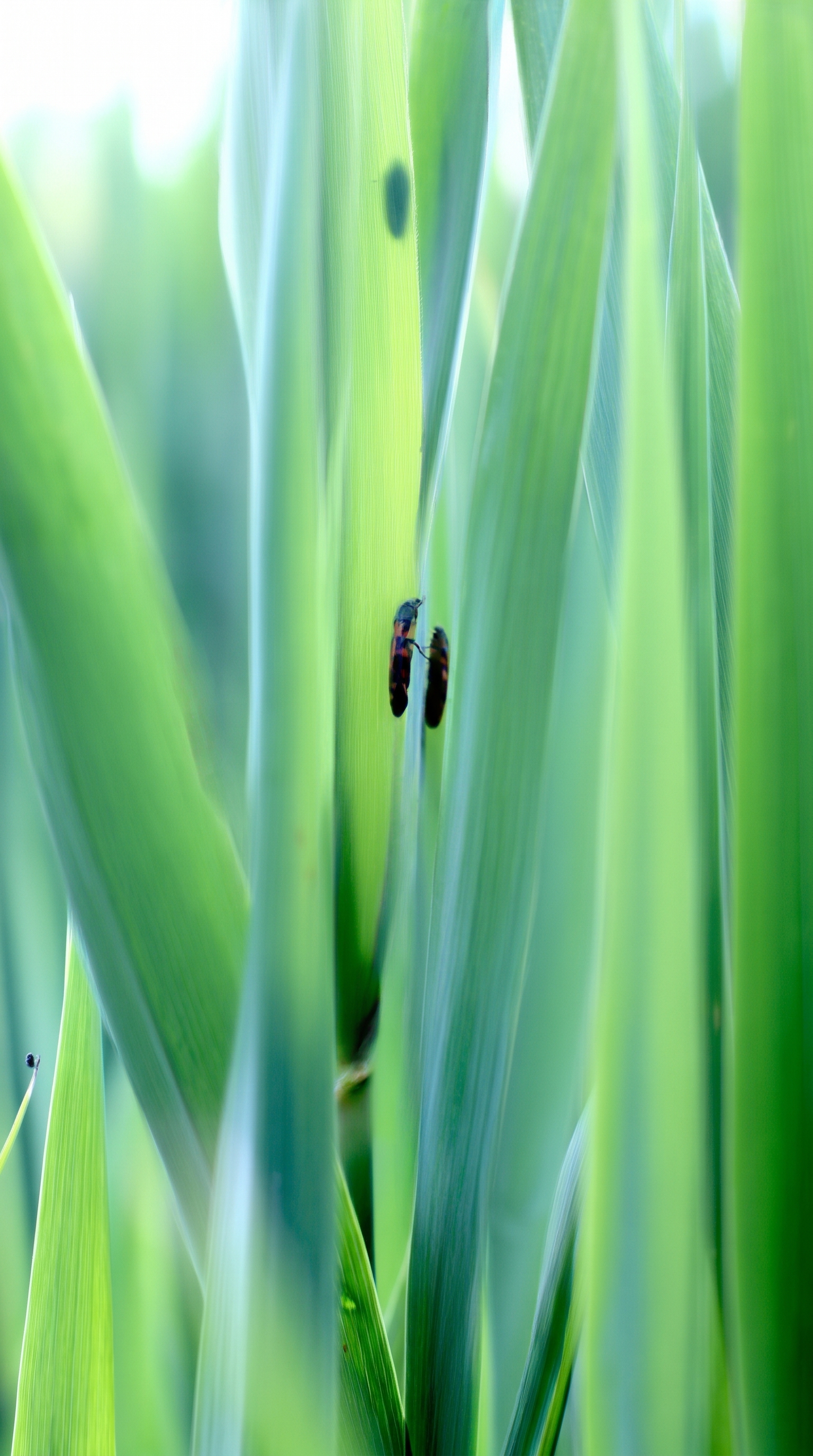 Dense vegetation in a treatment zone with insect activity – Matidor integrated vegetation management software tracks treatment records, exclusion zones, and compliance documentation