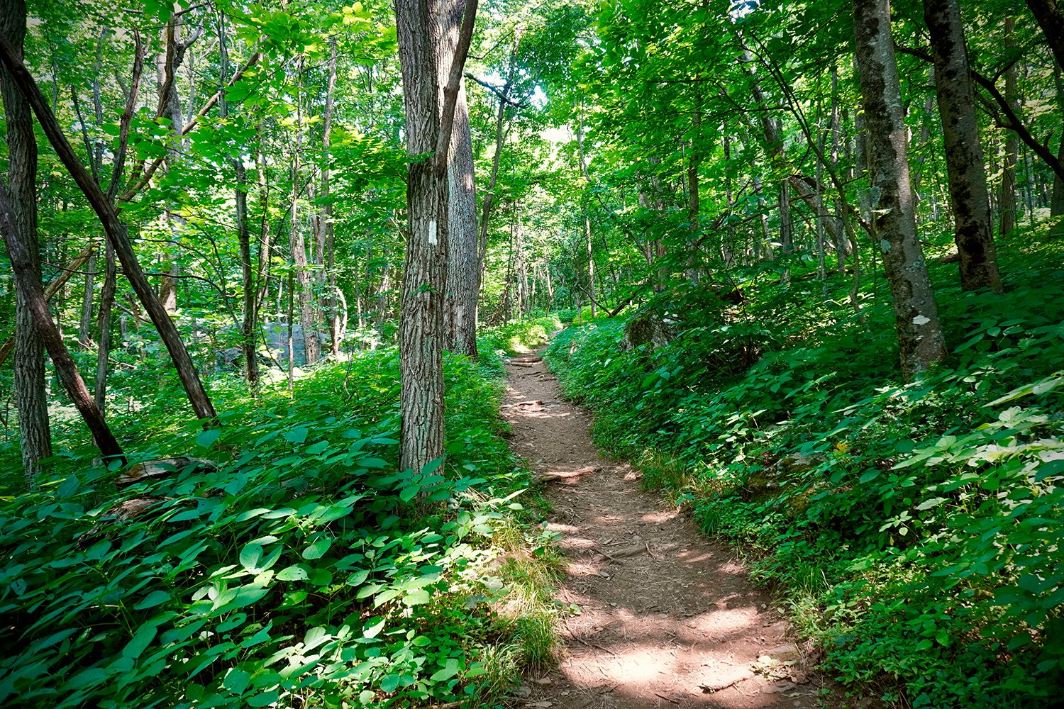 Sunlit dirt hiking trail surrounded by dense green trees and foliage in a forest.