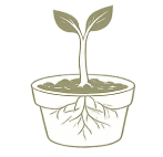 Illustration of a young plant with two leaves growing in soil inside a transparent pot showing roots.