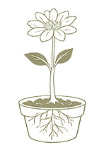 Illustration of a white flower growing in a pot showing roots, stem, leaves, and bloom.