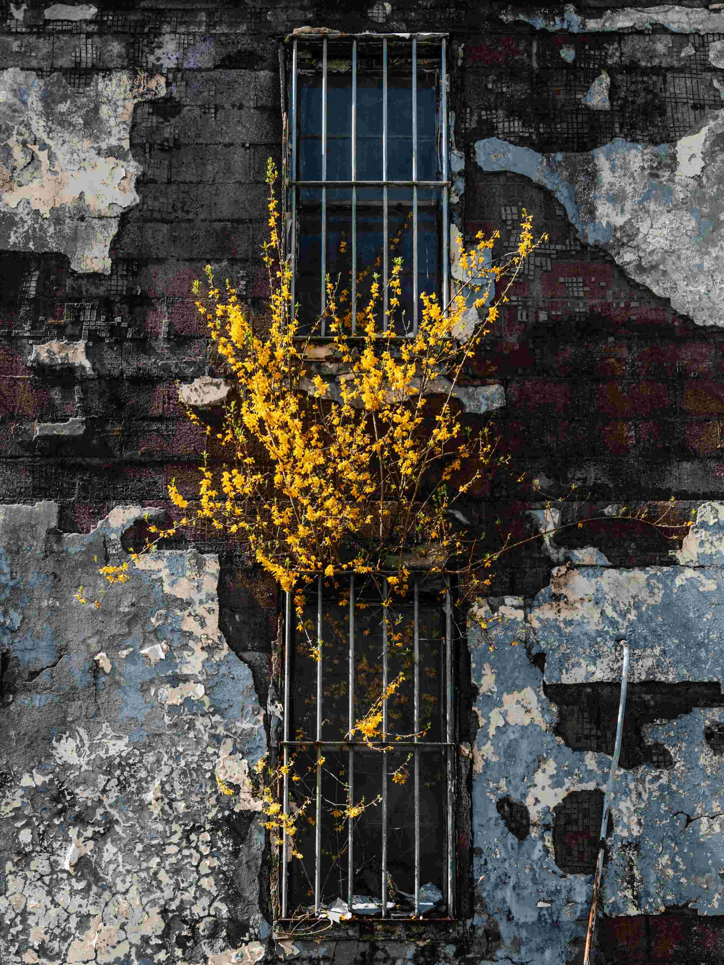 Yellow flowering branches growing through the bars of a tall, narrow window on a weathered, peeling wall.