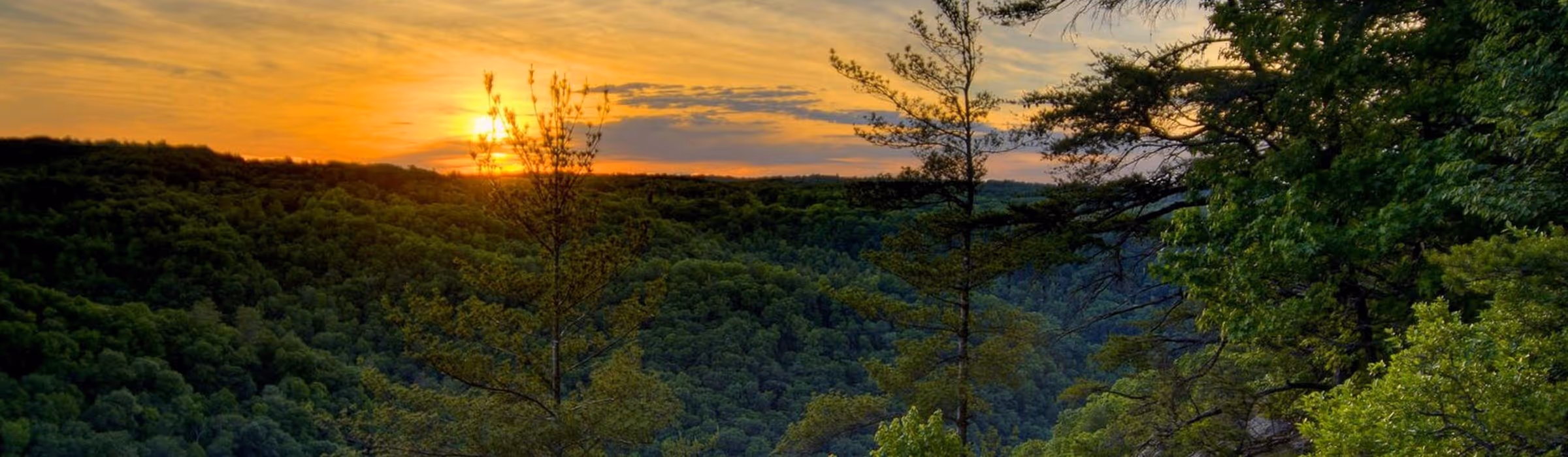 Sunset over a vast green forest with silhouetted trees in the foreground.