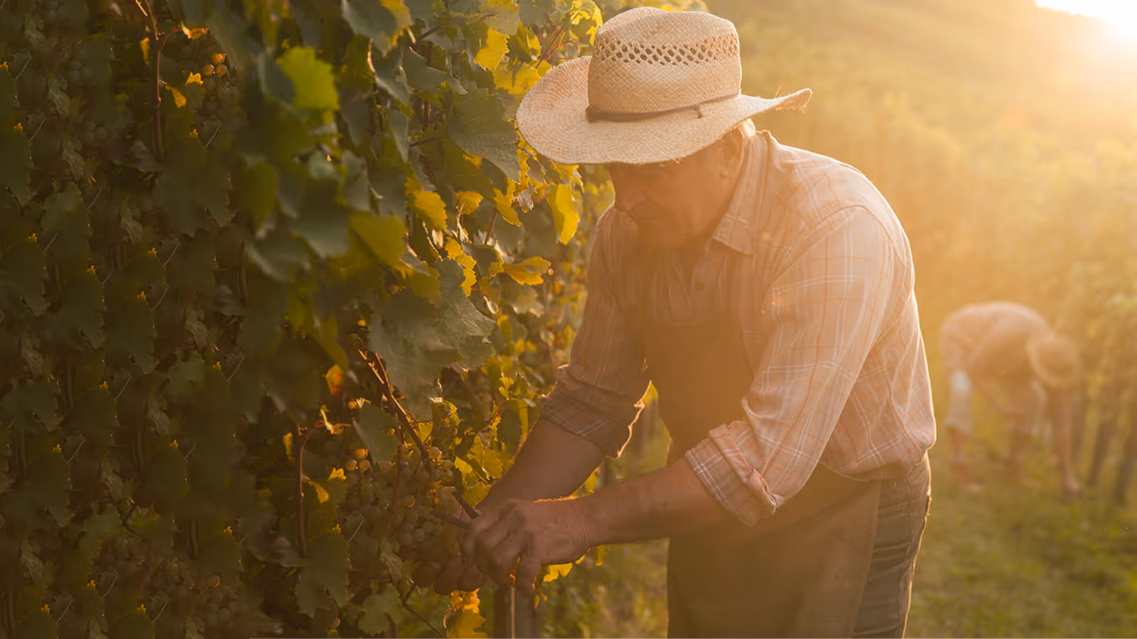 Man wearing a straw hat and apron harvesting grapes in a sunlit vineyard with another worker in the background.