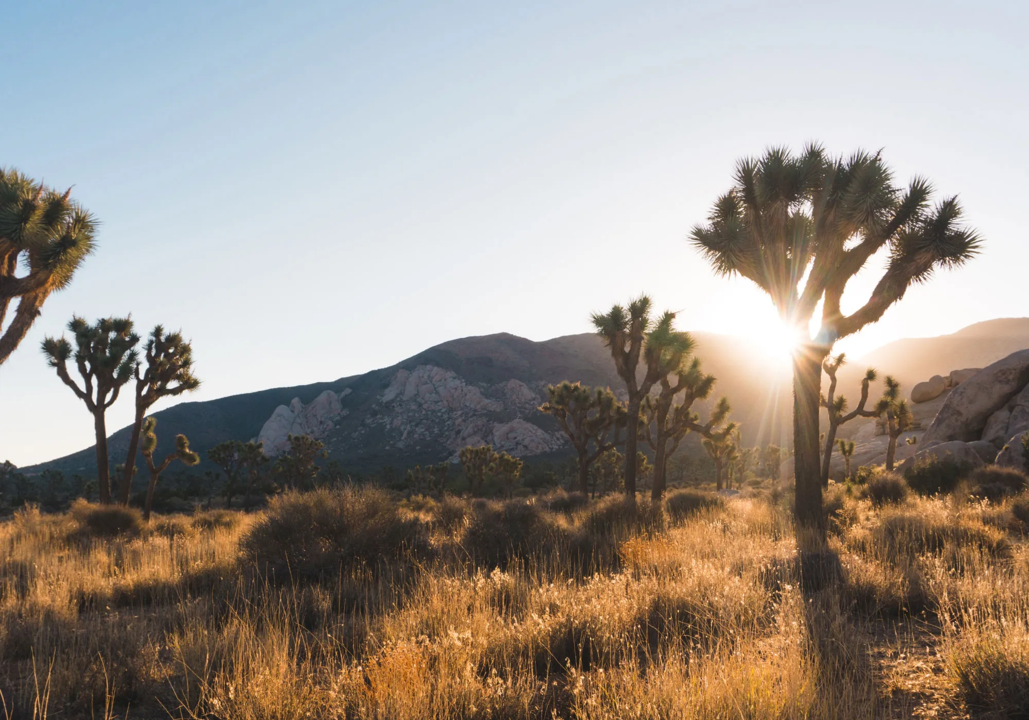 Joshua Tree: Spending a Week in the California Desert