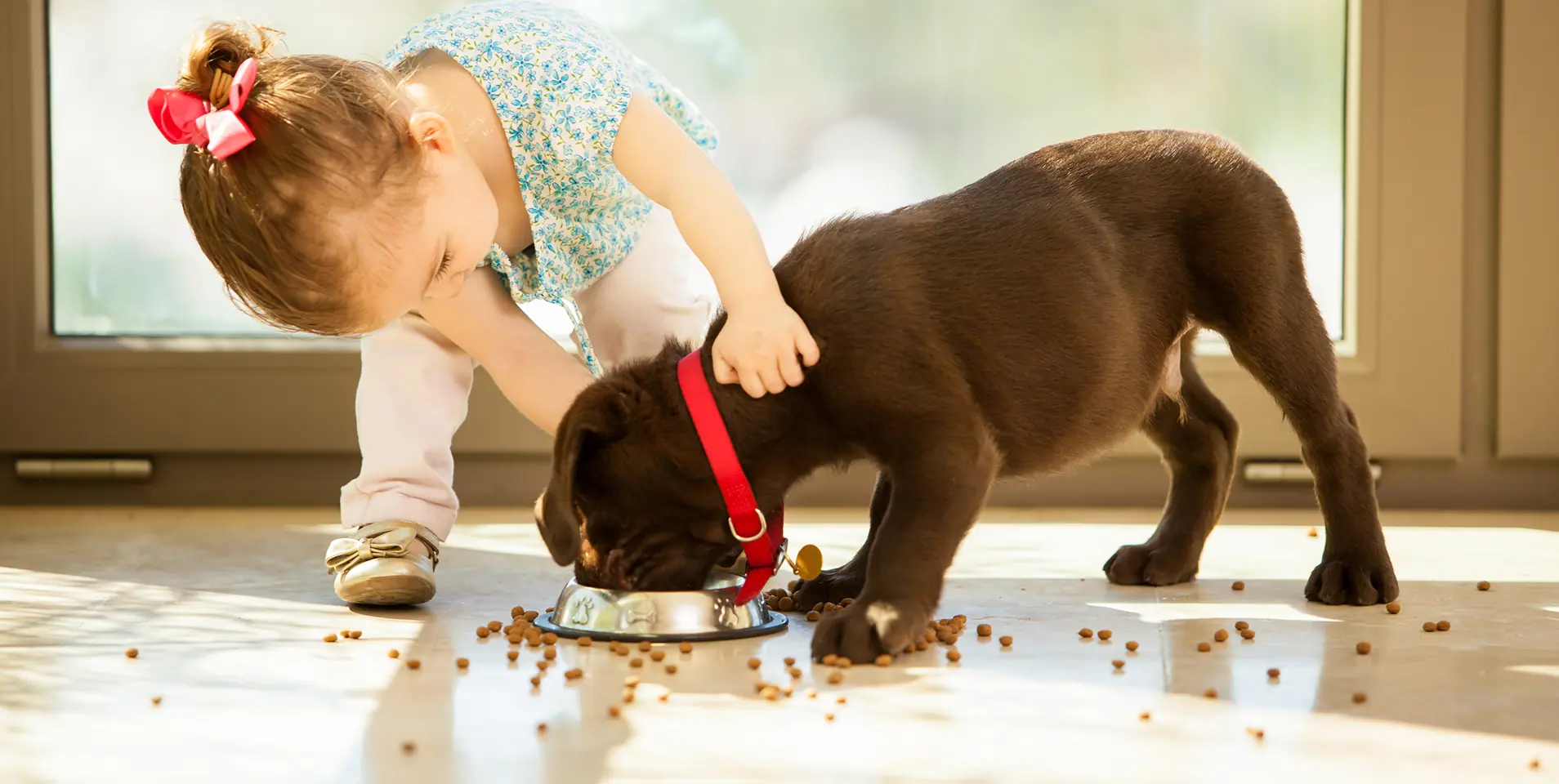A child feeding a puppy.