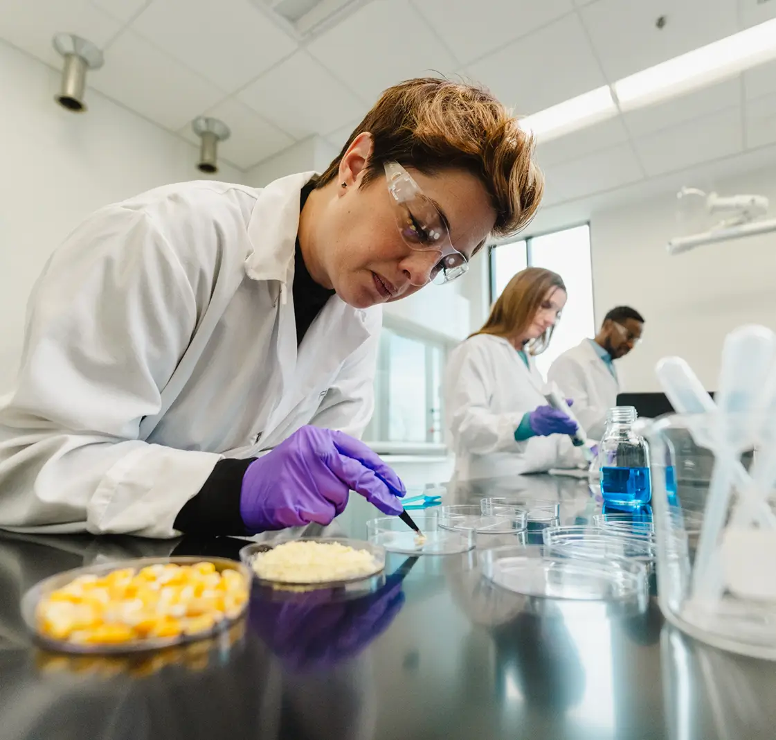 A researcher inspects corn kernels. 