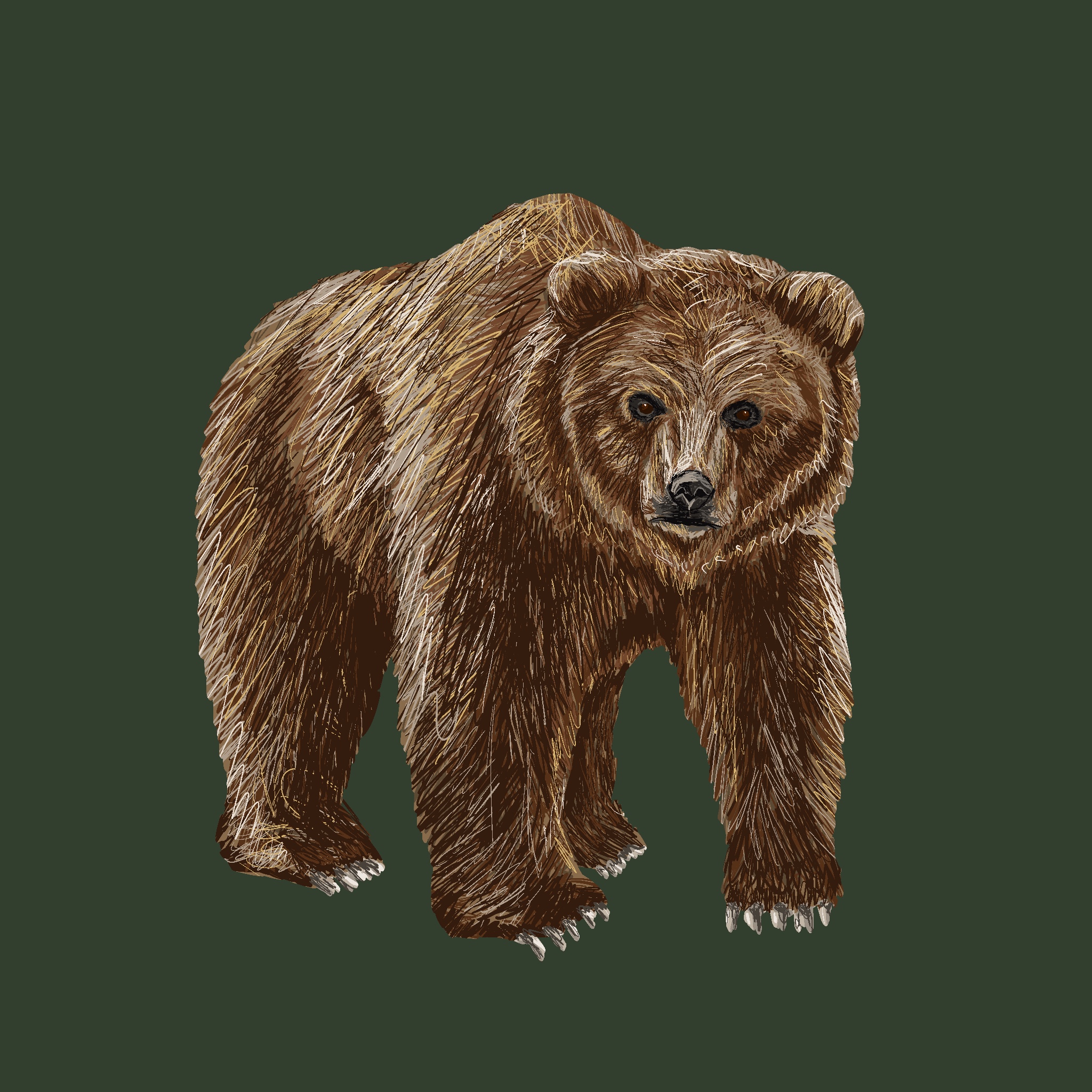 Illustration of a bear.