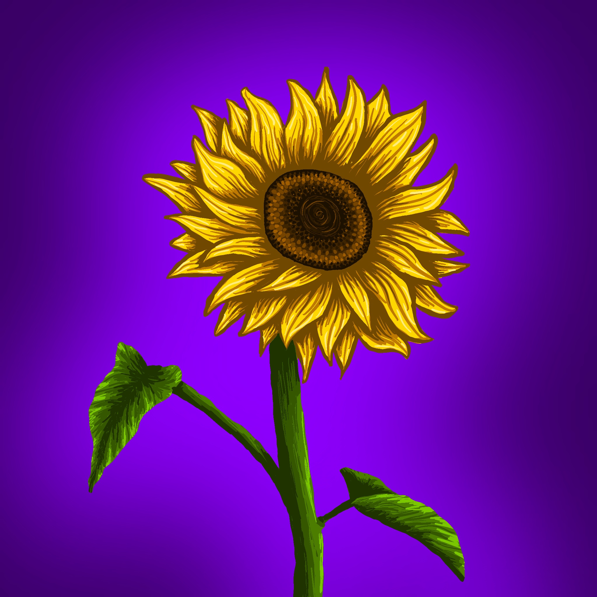 Illustration of a sunflower.
