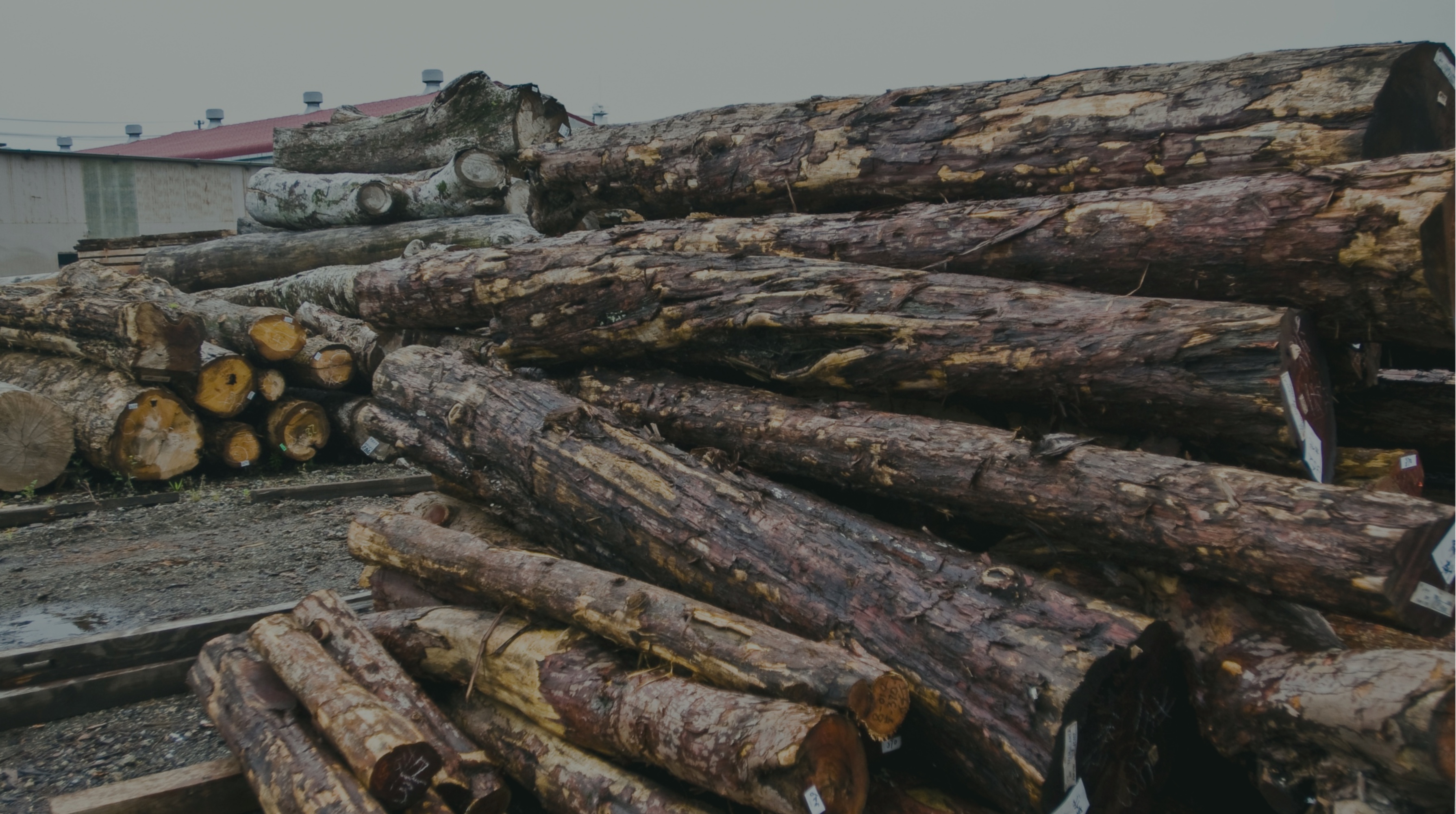 Large stacks of rough-cut hardwood logs piled outdoors.