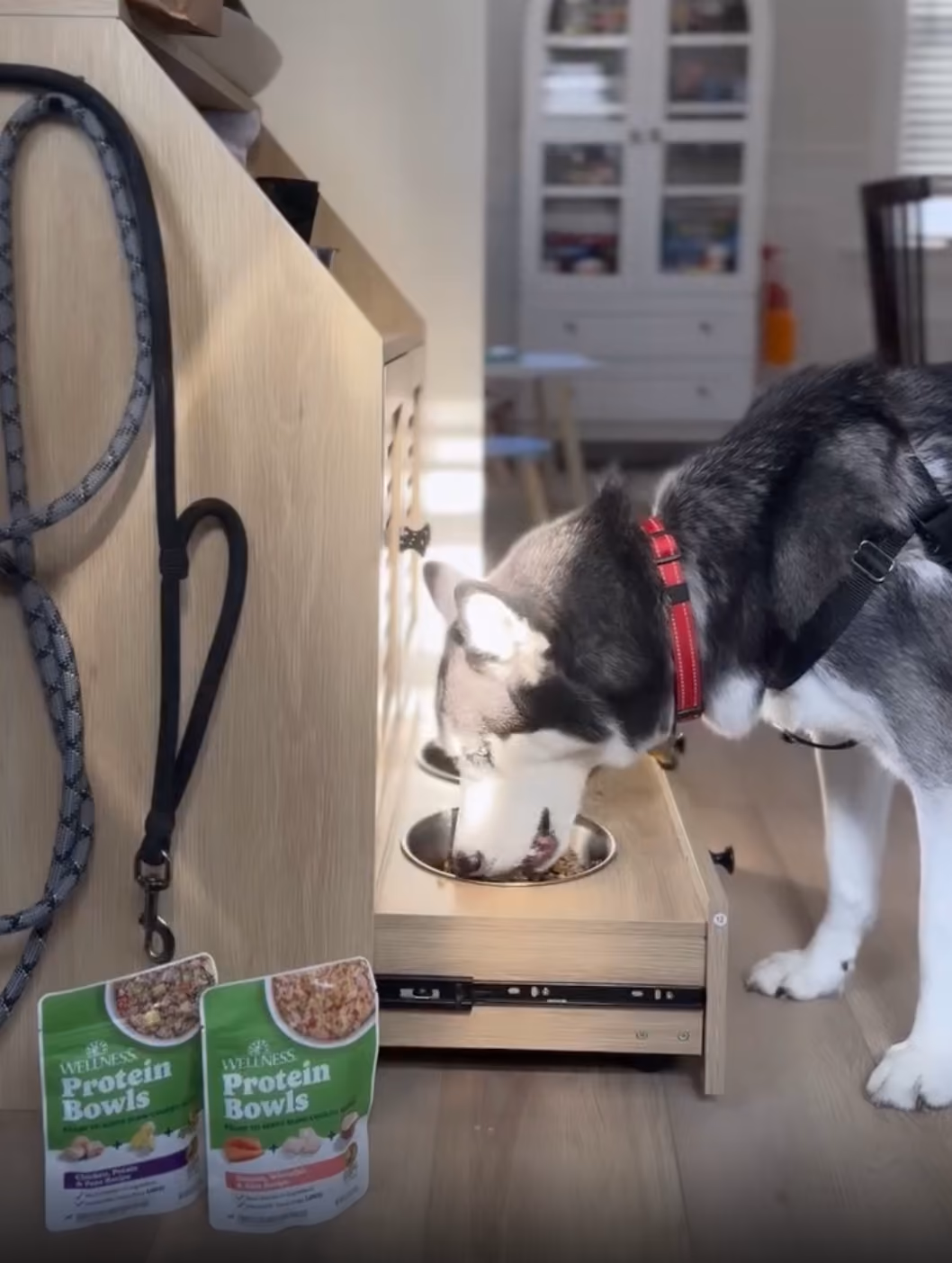 Husky dog eating from a raised bowl at home beside Wellness Protein Bowls food pouches