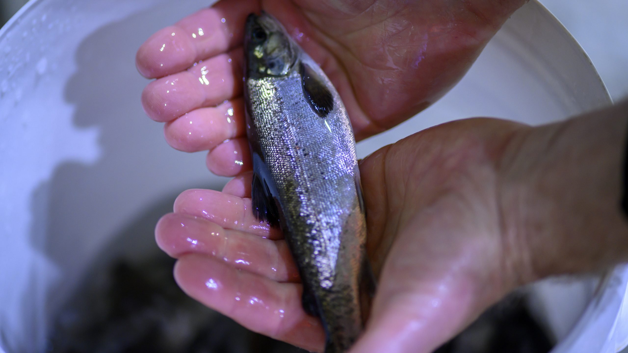 Healthy Tasmanian farmed salmon