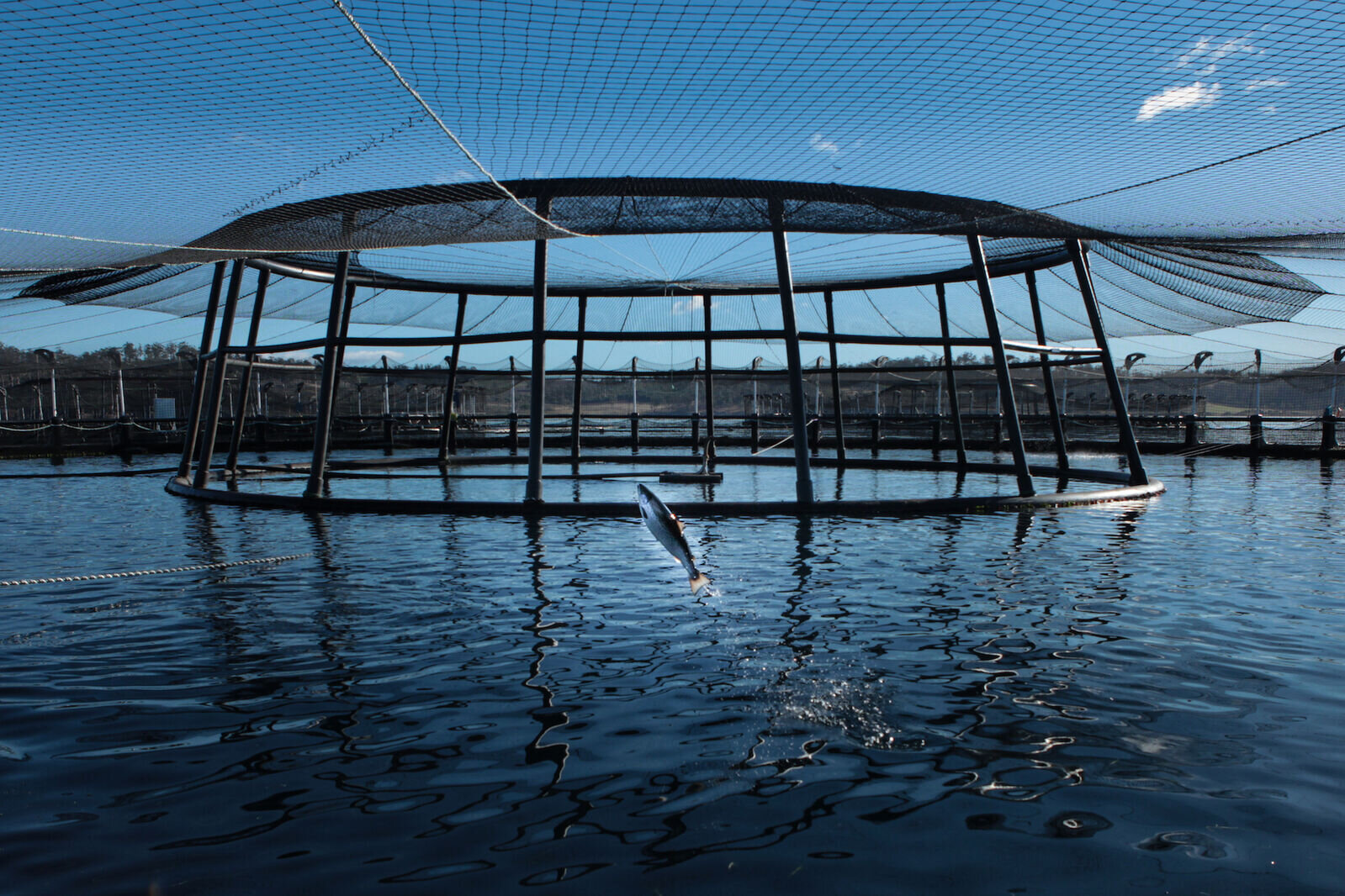Tasmanian marine environment where salmon is farmed