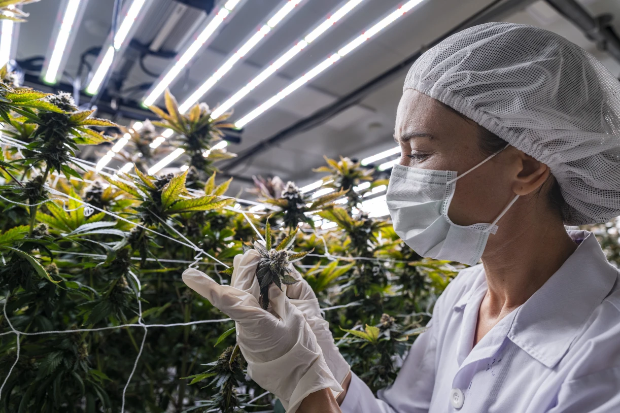 Person wearing a hair net, face mask, and gloves inspecting cannabis plants indoors under bright LED grow lights.